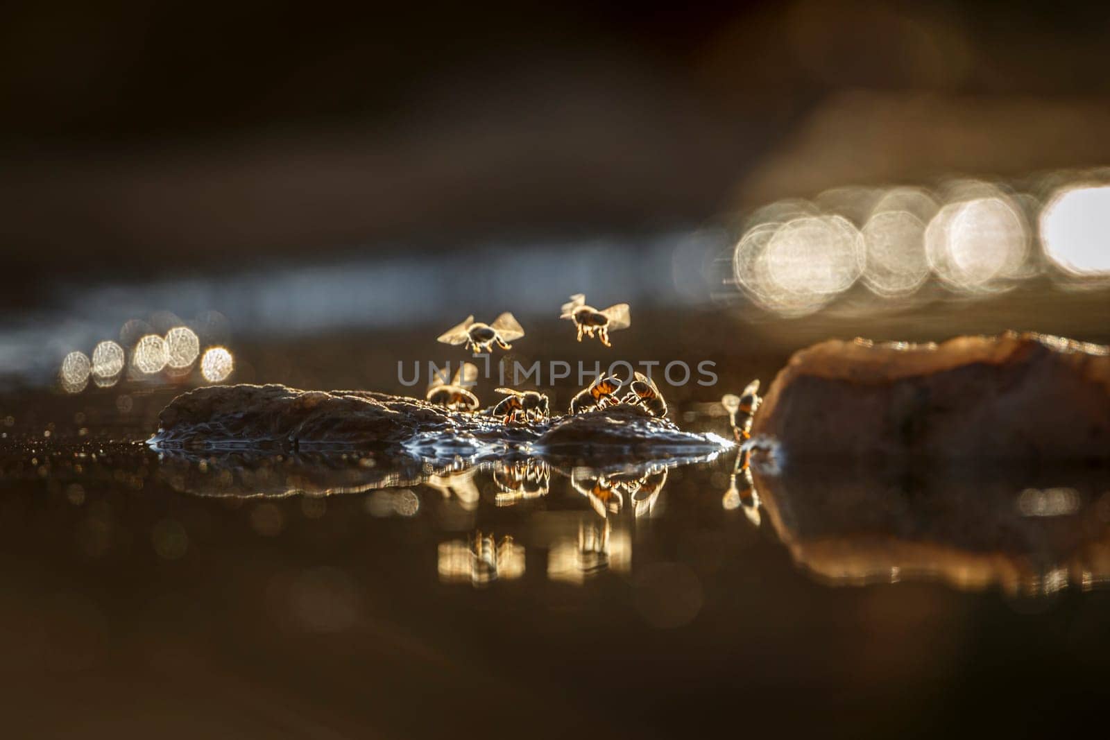 Wasp flying over  in middle of water backlit at dawn in Greater Kruger National park, South Africa