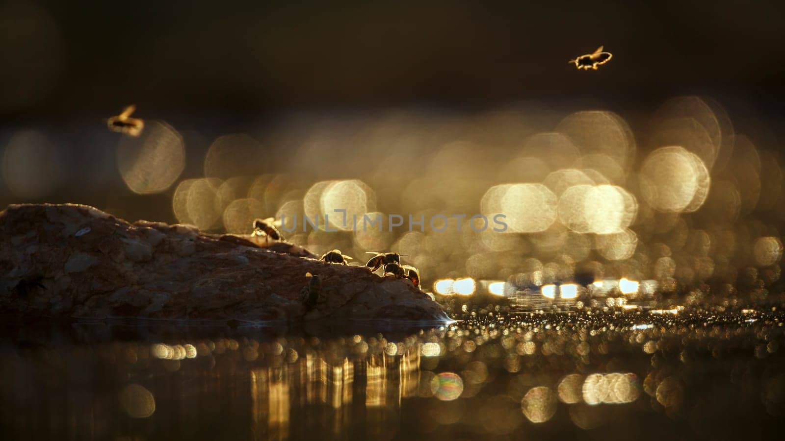 Wasp flying over  in middle of water backlit at dawn in Greater Kruger National park, South Africa