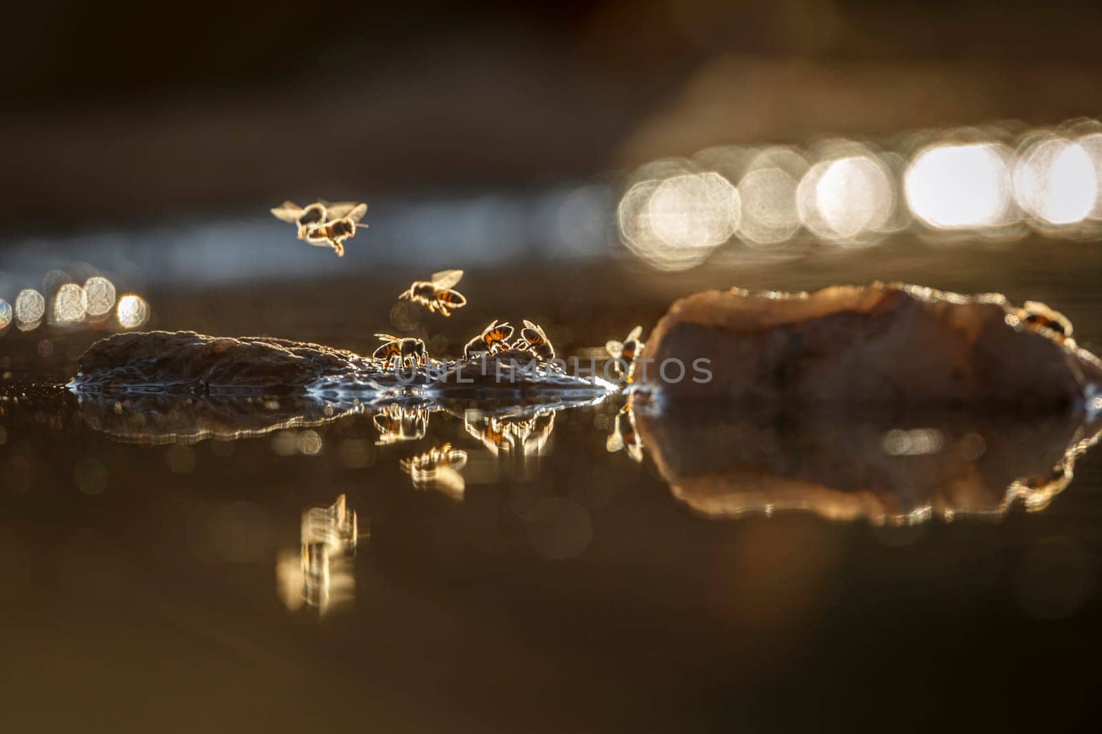 Wasp flying over  in middle of water backlit at dawn in Greater Kruger National park, South Africa