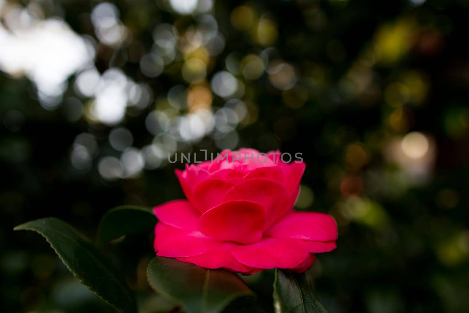 Vibrant pink camellia flower in bloom with lush green bokeh background.