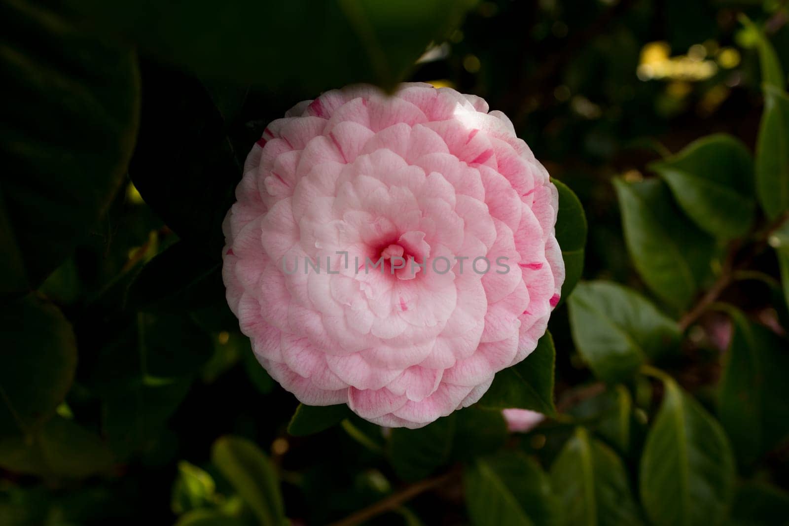 Pink camellia flower in lush greenery.