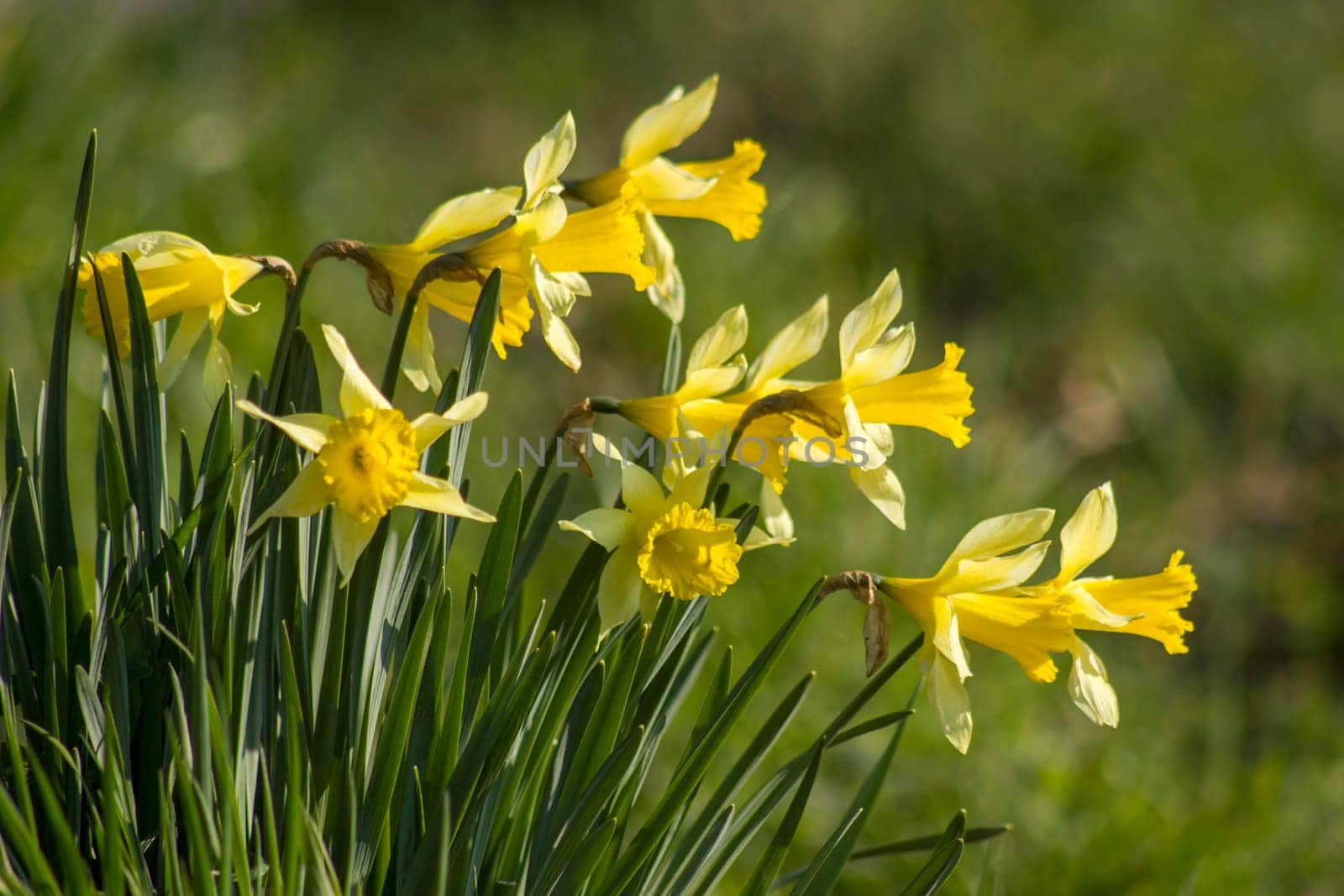 The daffodil, Narcissus pseudonarcissus, yellow narcissus flowers in a park, springtime
