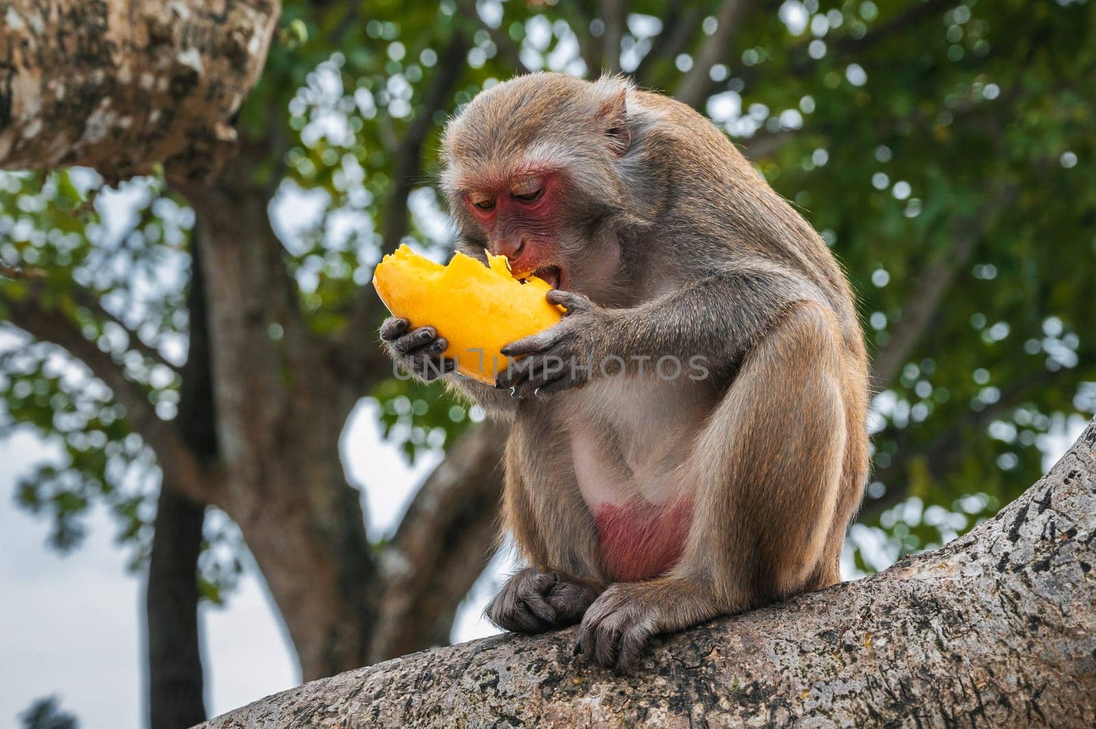 wild monkey eats mango sitting on a tree in forest in nature