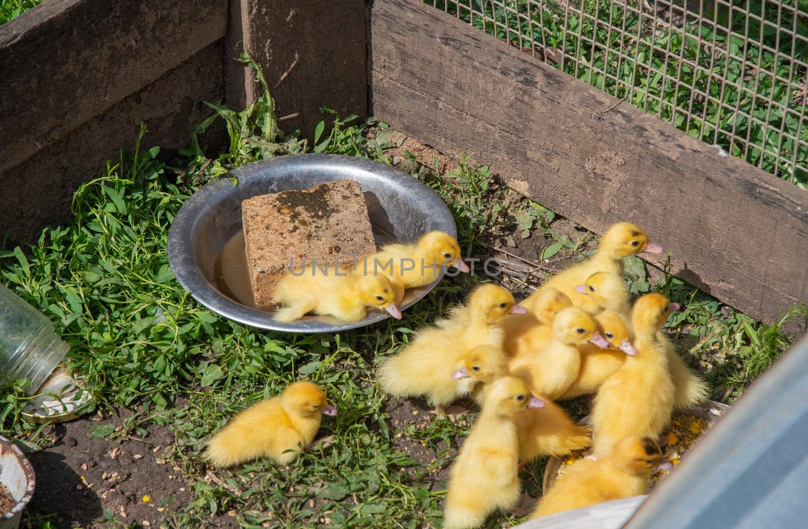 several small yellow ducklings happily run on green grass in pen made of wire and boards,couple swim in bowl of water, poultry farming concept,