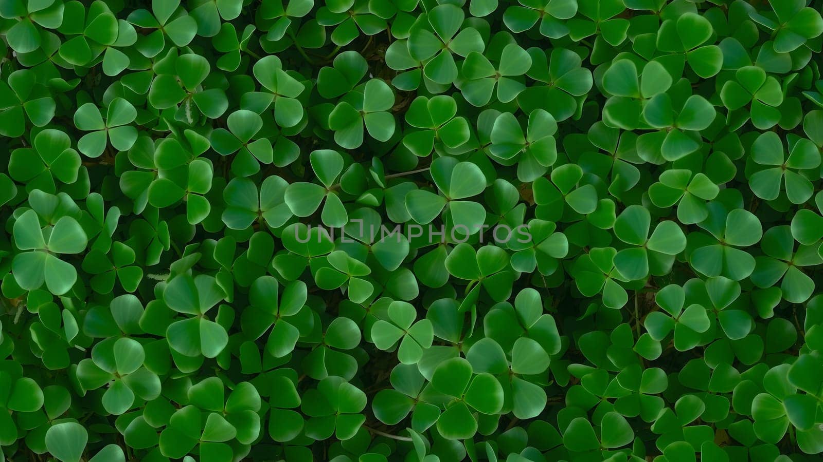 The myths and symbolism of the four-leaf clover is endemic to Celtic traditions and may be seen transposed into the Celtic cross
