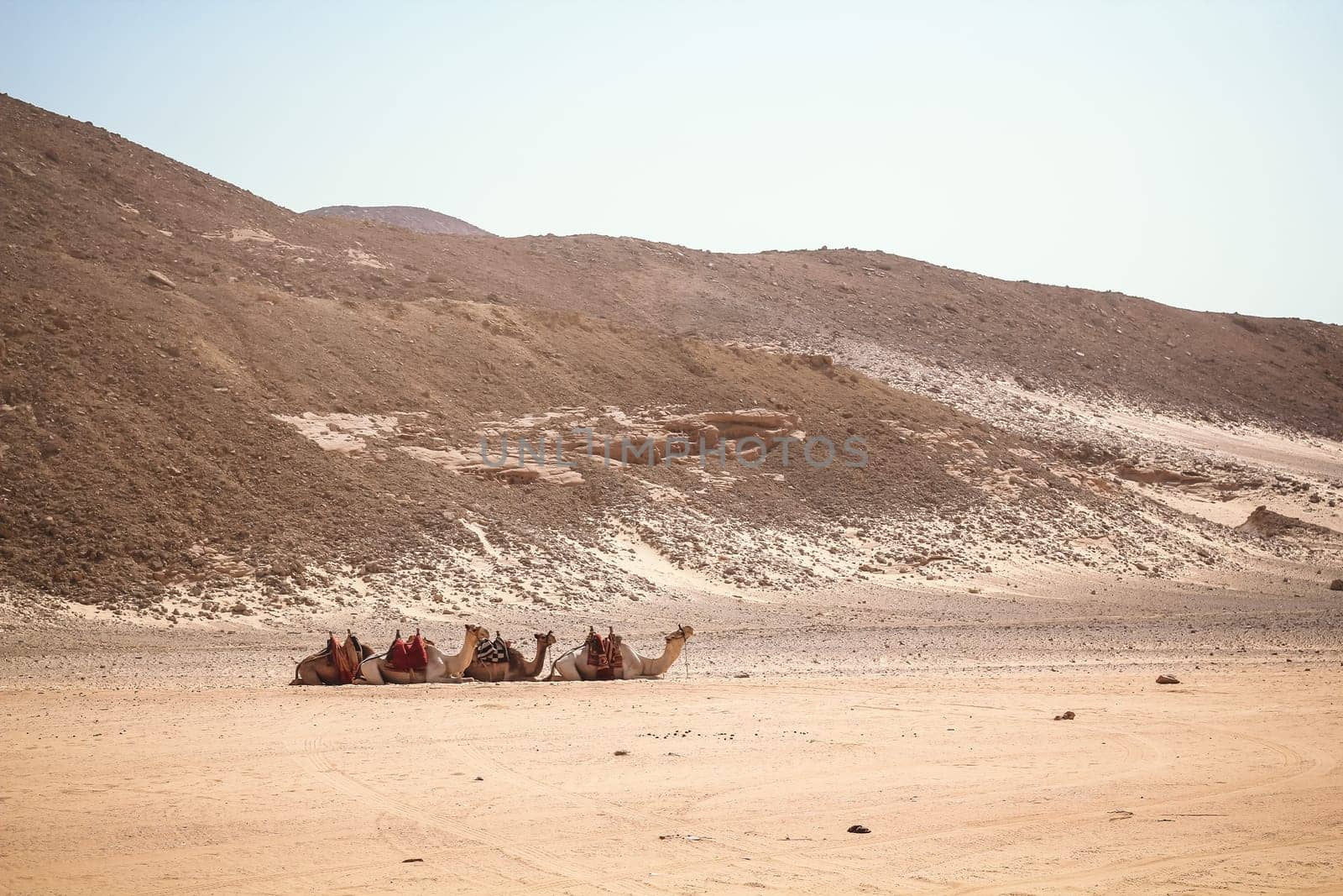 caravan of three camels in rocky desert of Egypt Dahab South Sinai