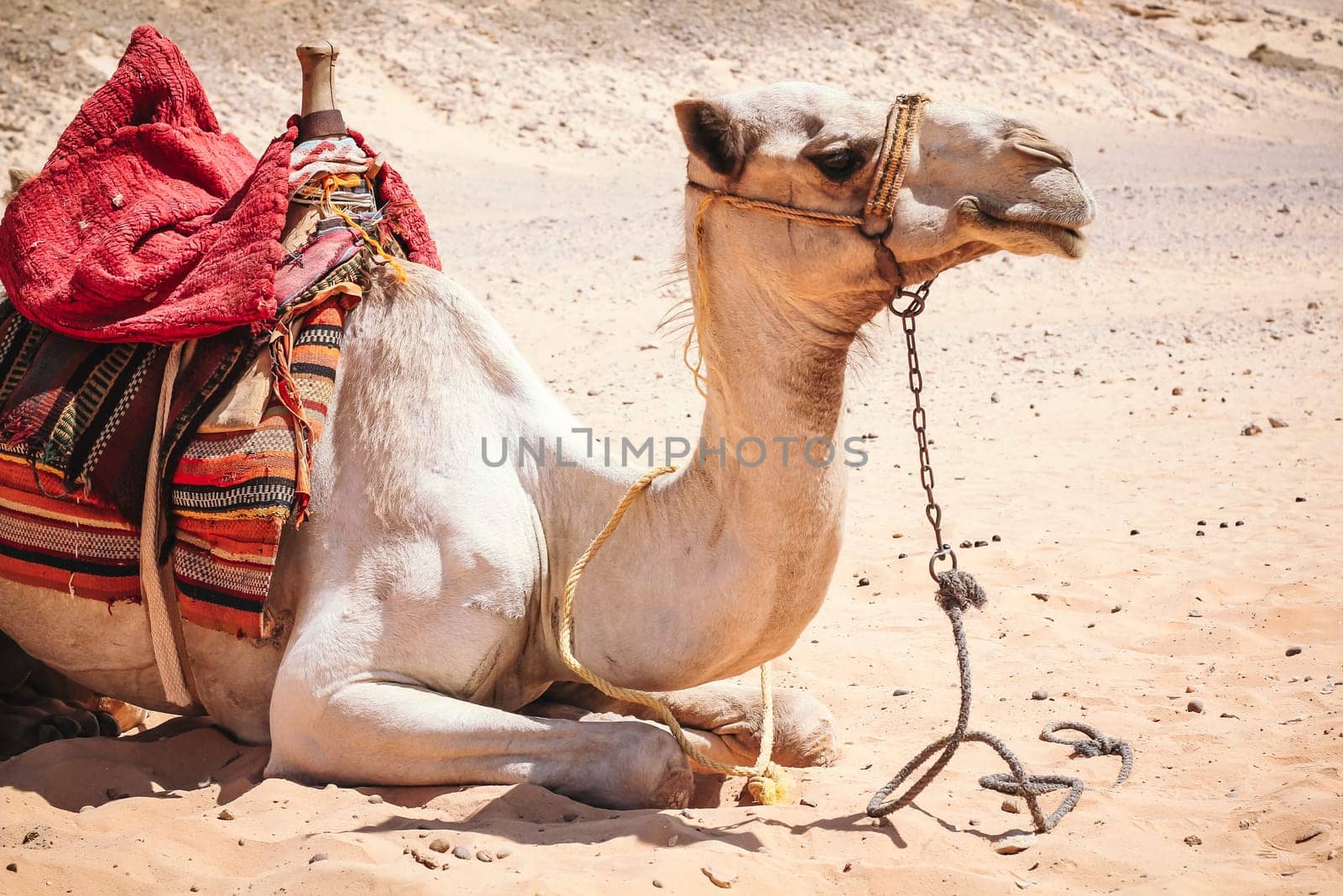 camel in the zoo close-up, Camel close-up in the sandy desert