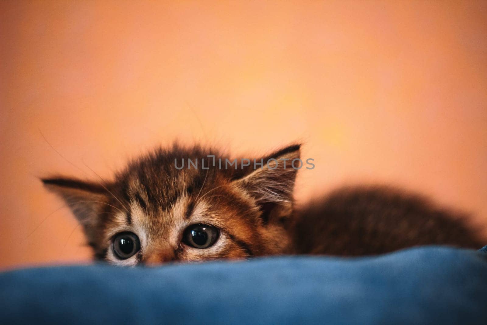 tabby kitten crossbreed norwegian forest cat main coone