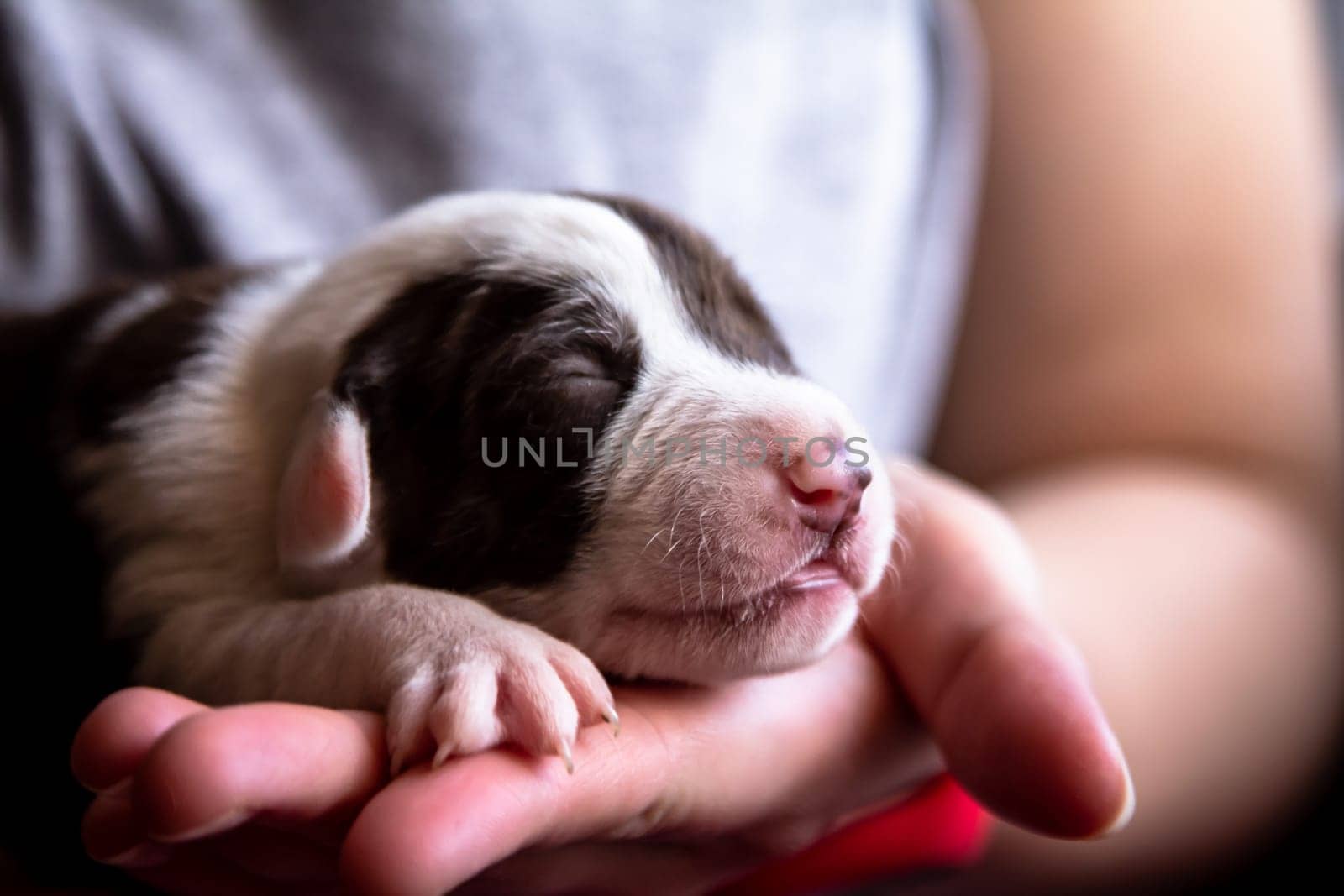 A tiny, adorable puppy is resting peacefully and cozily in a gentle and caring hand, showcasing love and tenderness