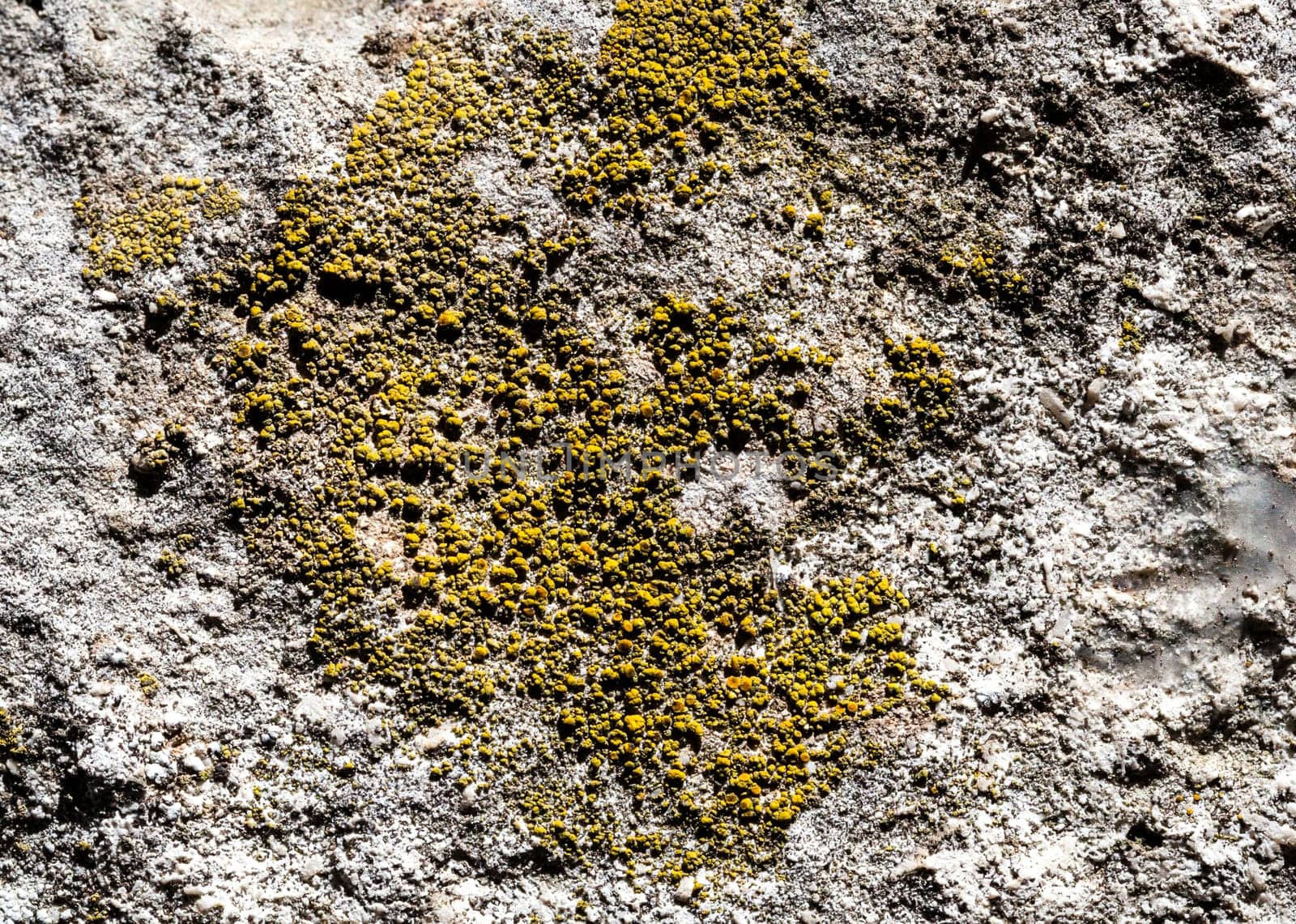 Close up of lichen on a stone wall