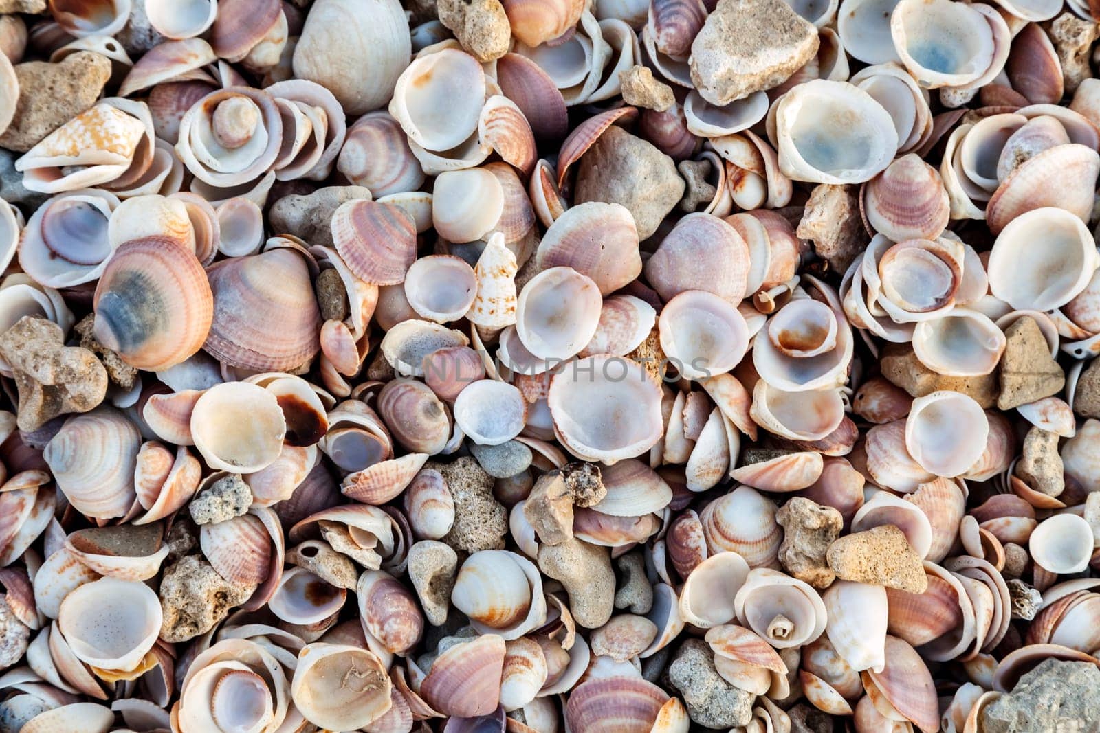 Top view of seashell texture background. Seashell background texture close up