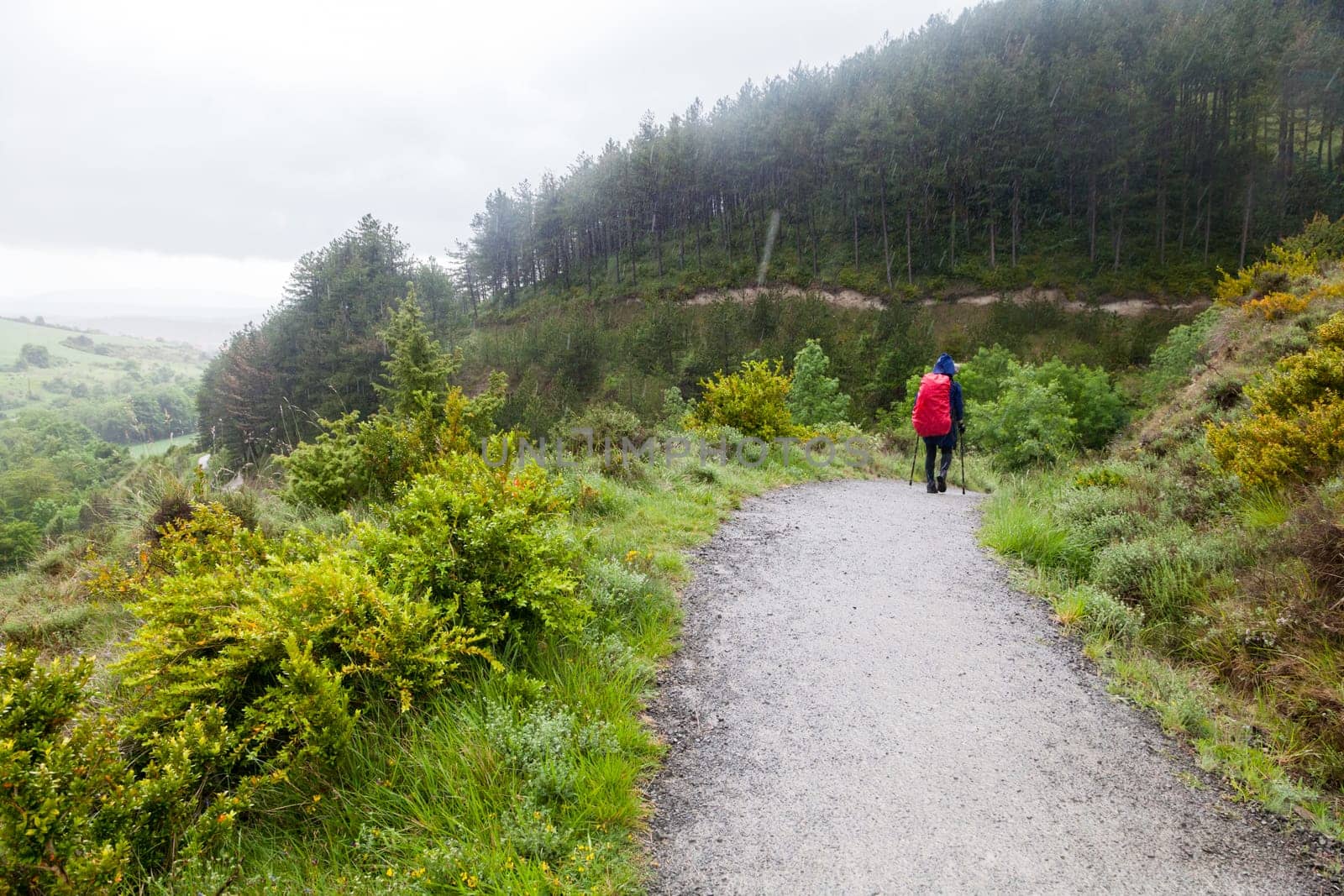 A pilgrim trek up a lush hill on the Camino de Santiago, amidst the beautiful Spanish landscape in the morning.