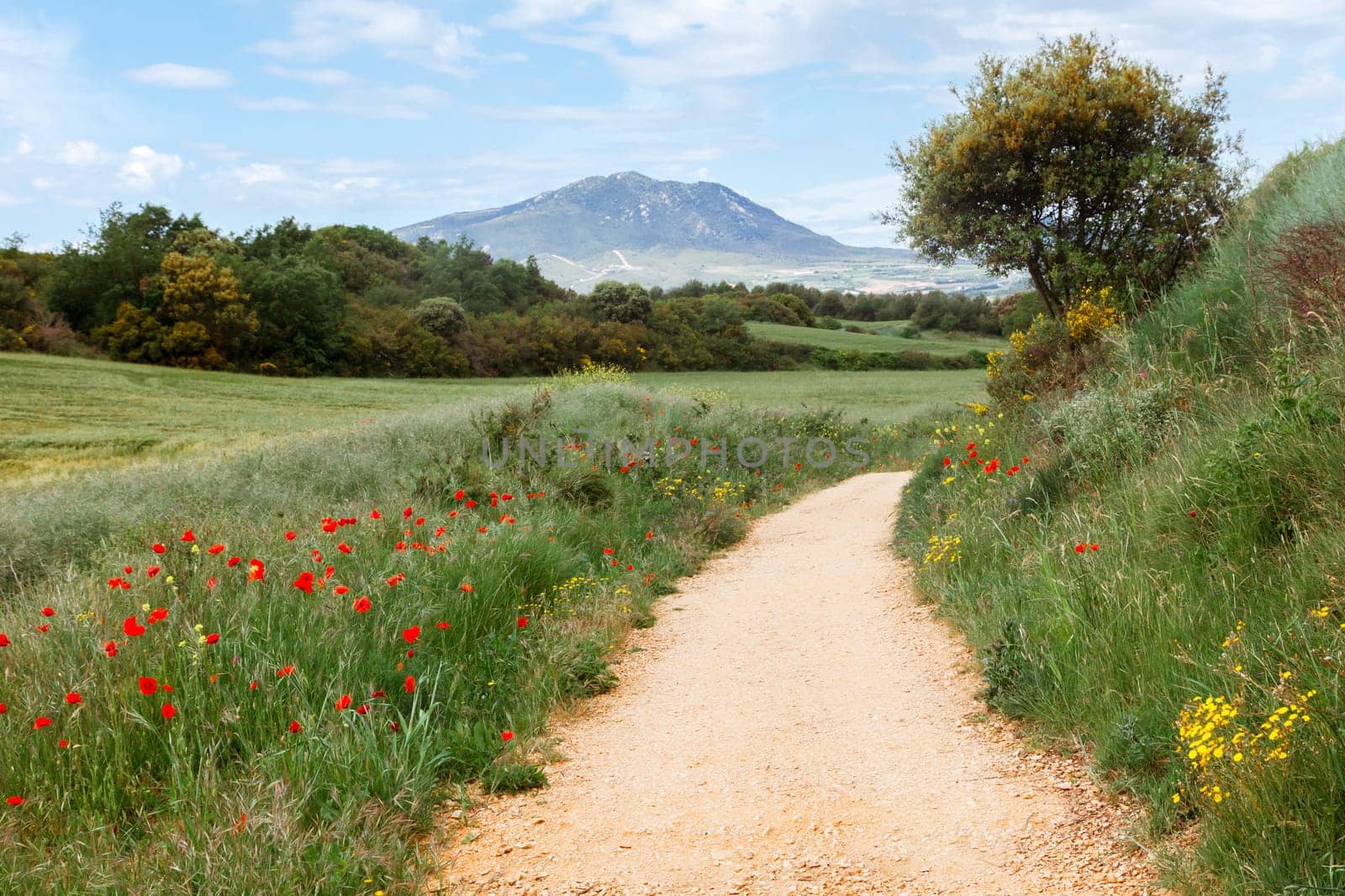 A winding path adorned with vibrant wildflowers leads toward a distant mountain under a clear blue sky.