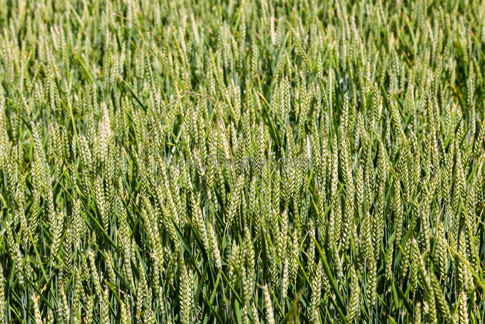 Expansive wheat field thrives under midday sun, showcasing tall, vibrant green crops gently swaying.