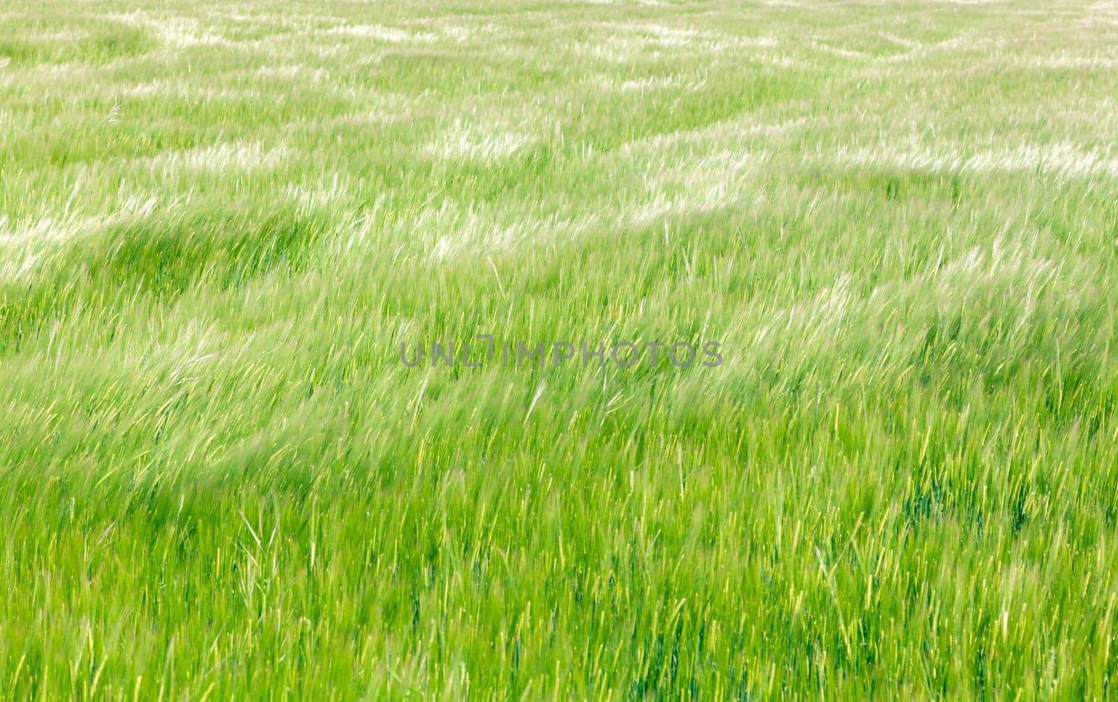A lush field of green grass sways gently in the breeze, illuminated by sunlight on a clear day, showcasing nature's beauty.