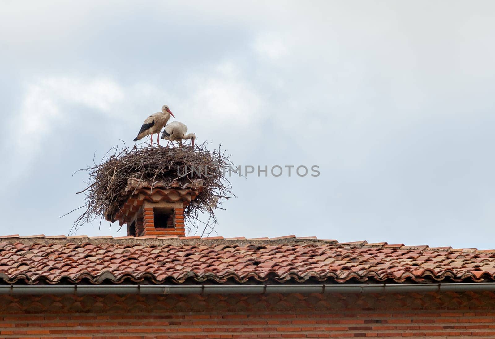 Two storks are tending to their nest made of twigs, perched on a chimney under a cloudy sky.
