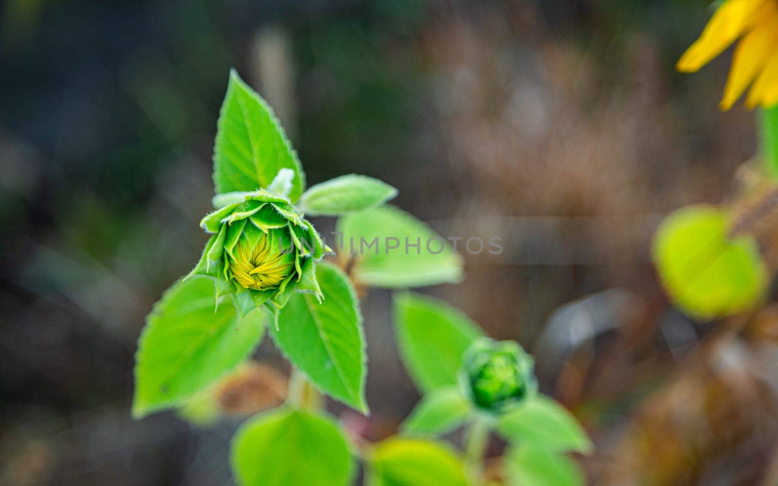 A small sunflower grows in a field. High quality photo