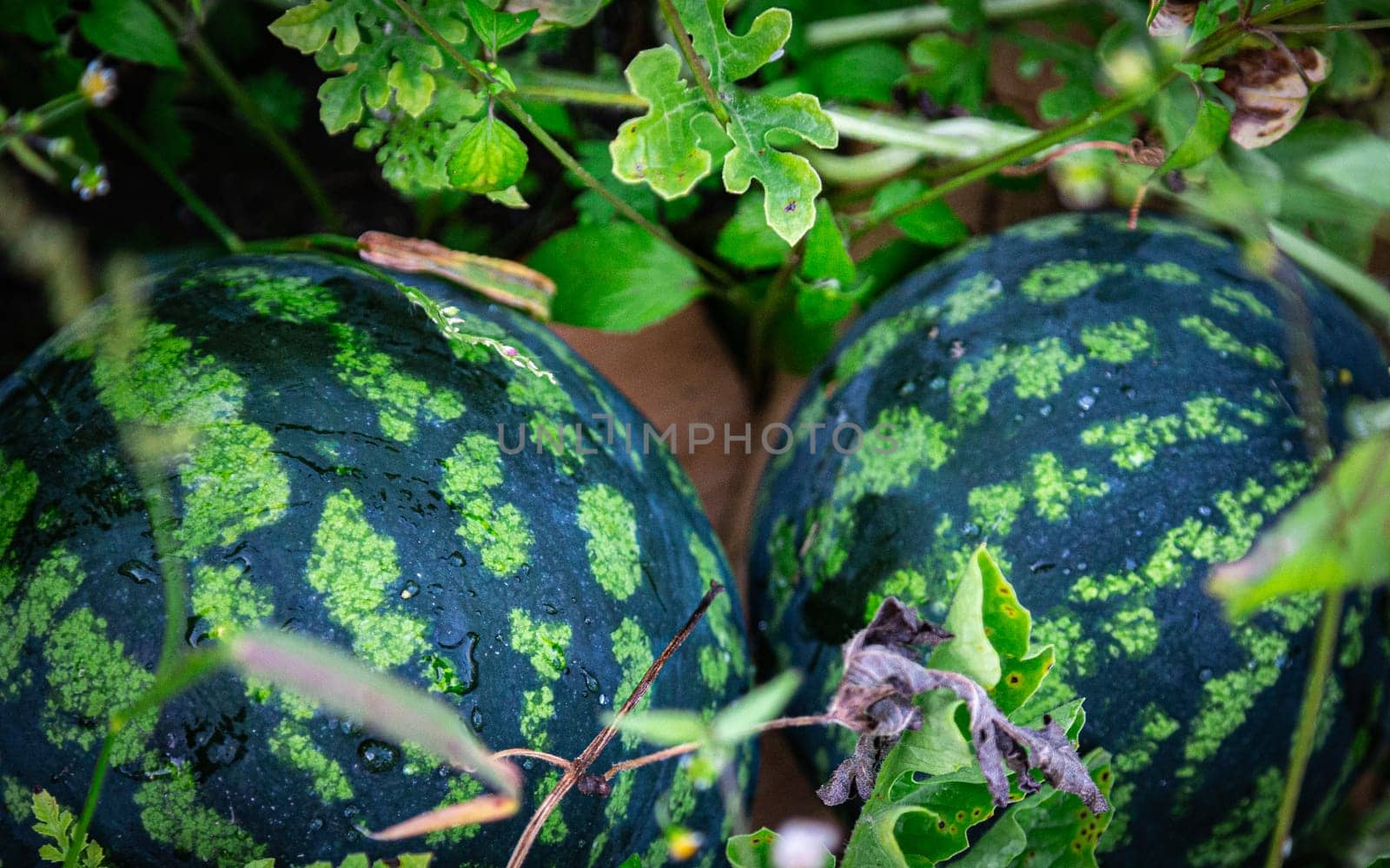 Two small watermelons are lying in the grass. High quality photo