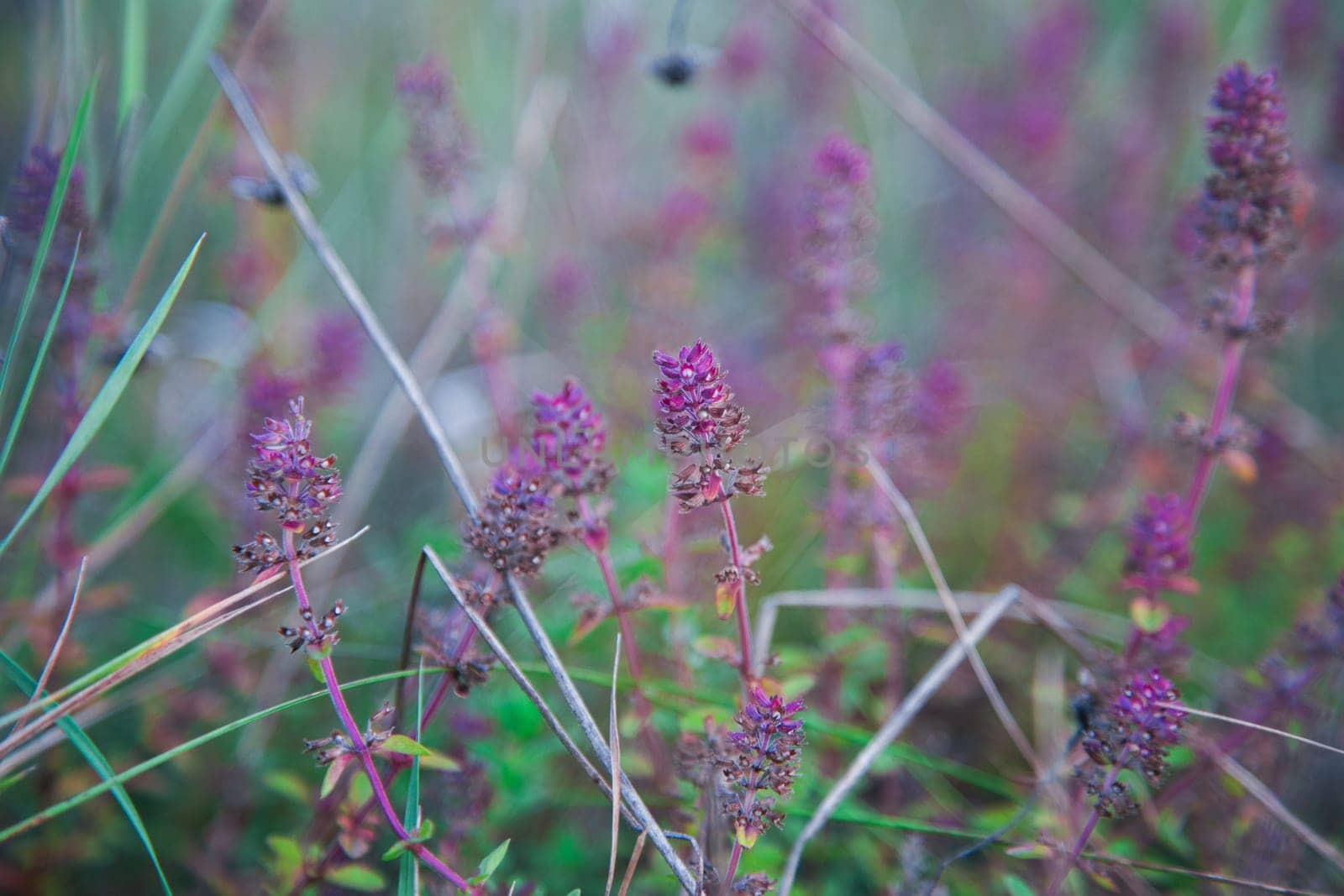 Thyme flowers in autumn grass. High quality photo