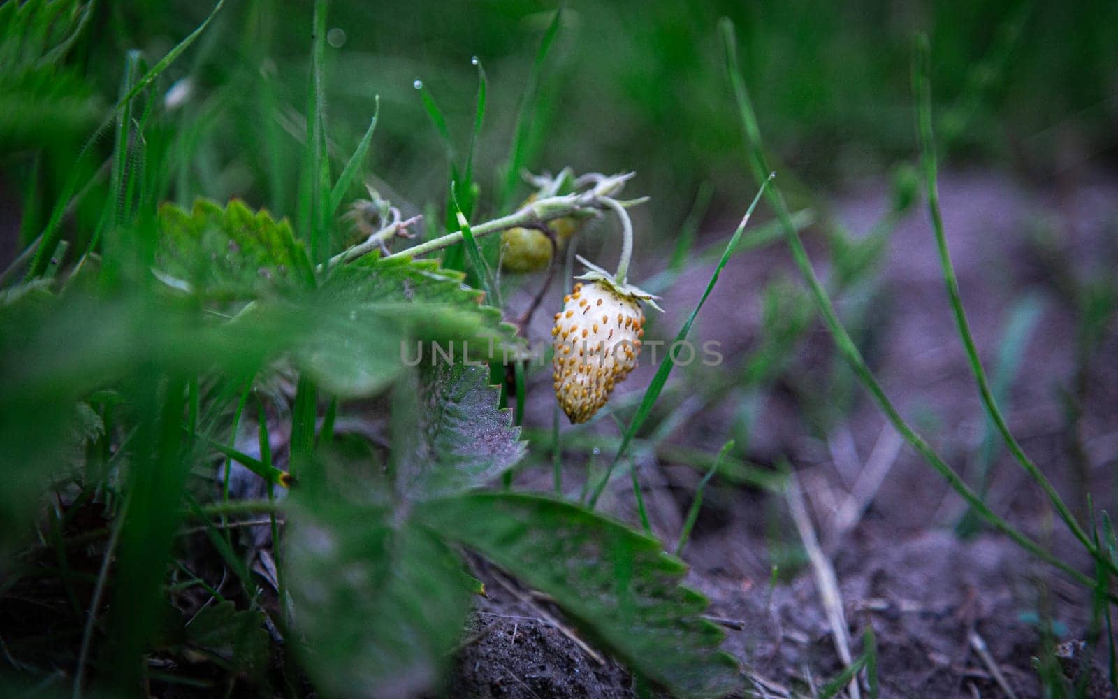 White small strawberry berry growing. High quality photo