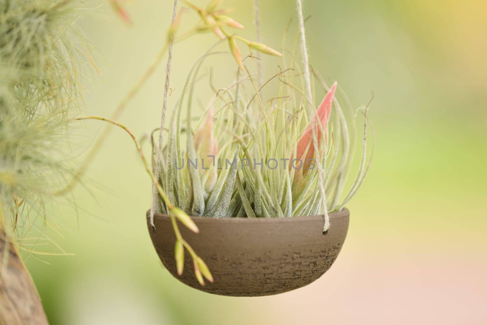 Green tillandsia air plants hanging in a pot