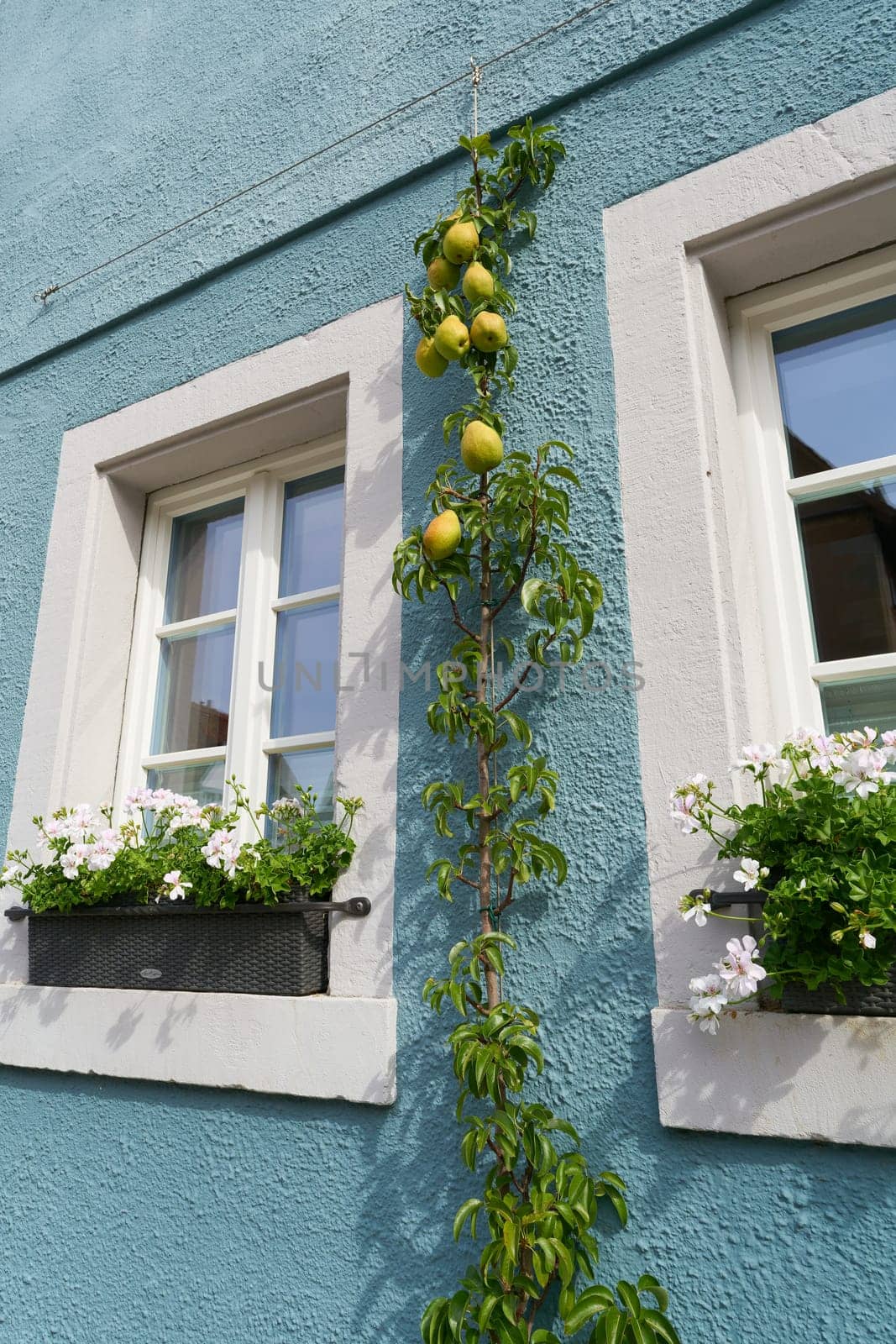 Young pear tree on the facade of a house in the old town of Rothenburg ob der Tauber in Germany