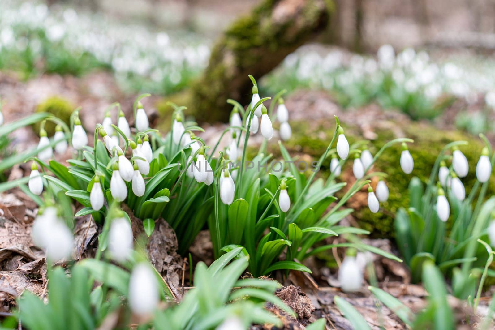 Delicate white snowdrop flowers bloom densely amongst mossy ground cover and decaying leaves in a woodland setting.