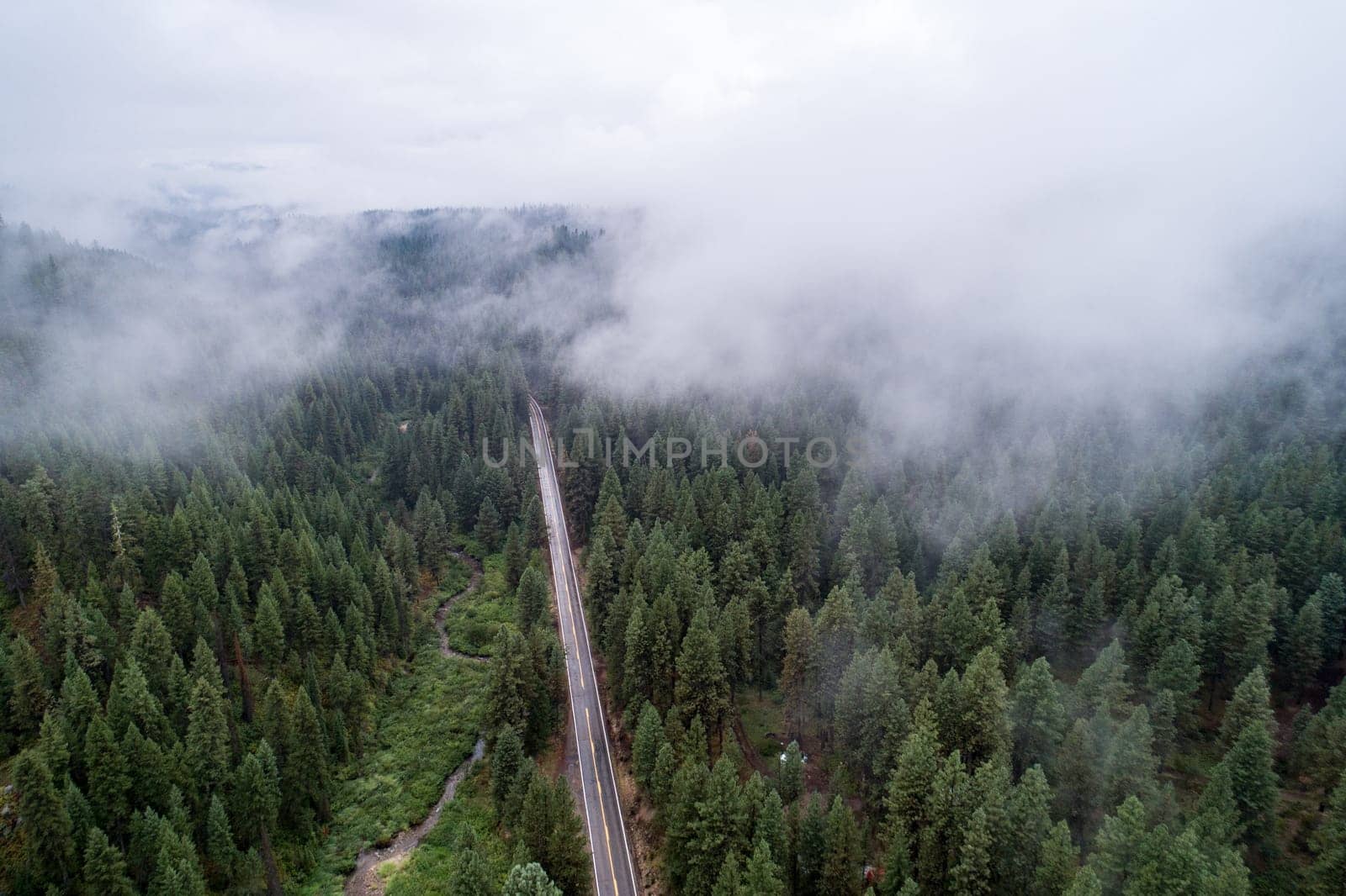 A road with trees in the background and a foggy sky. The road is empty and the trees are tall