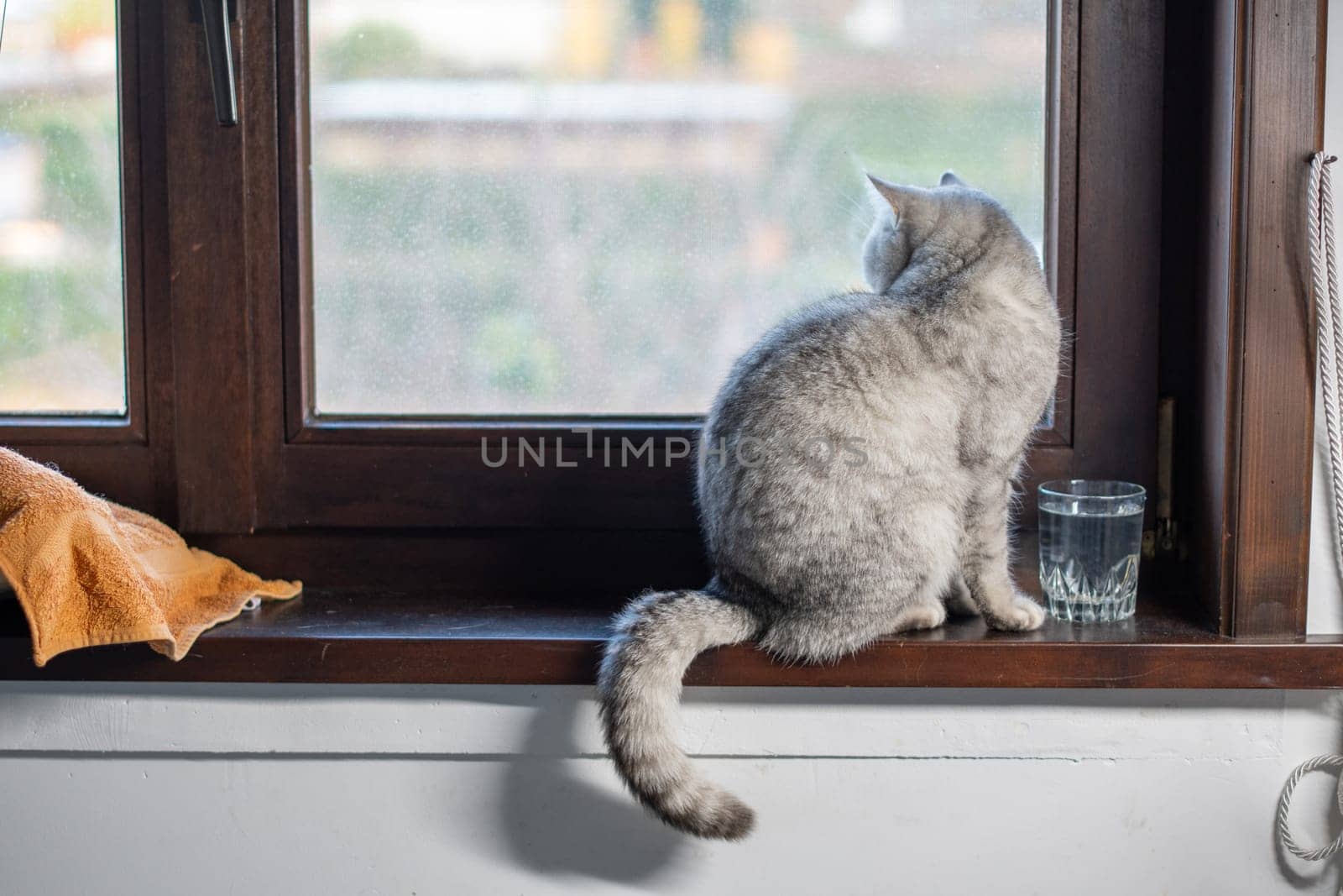 A gray cat sits in front of a glass of water on a wooden windowsill and looks out the window, a bowl of water near the sleeping place so that the pet drinks enough water,