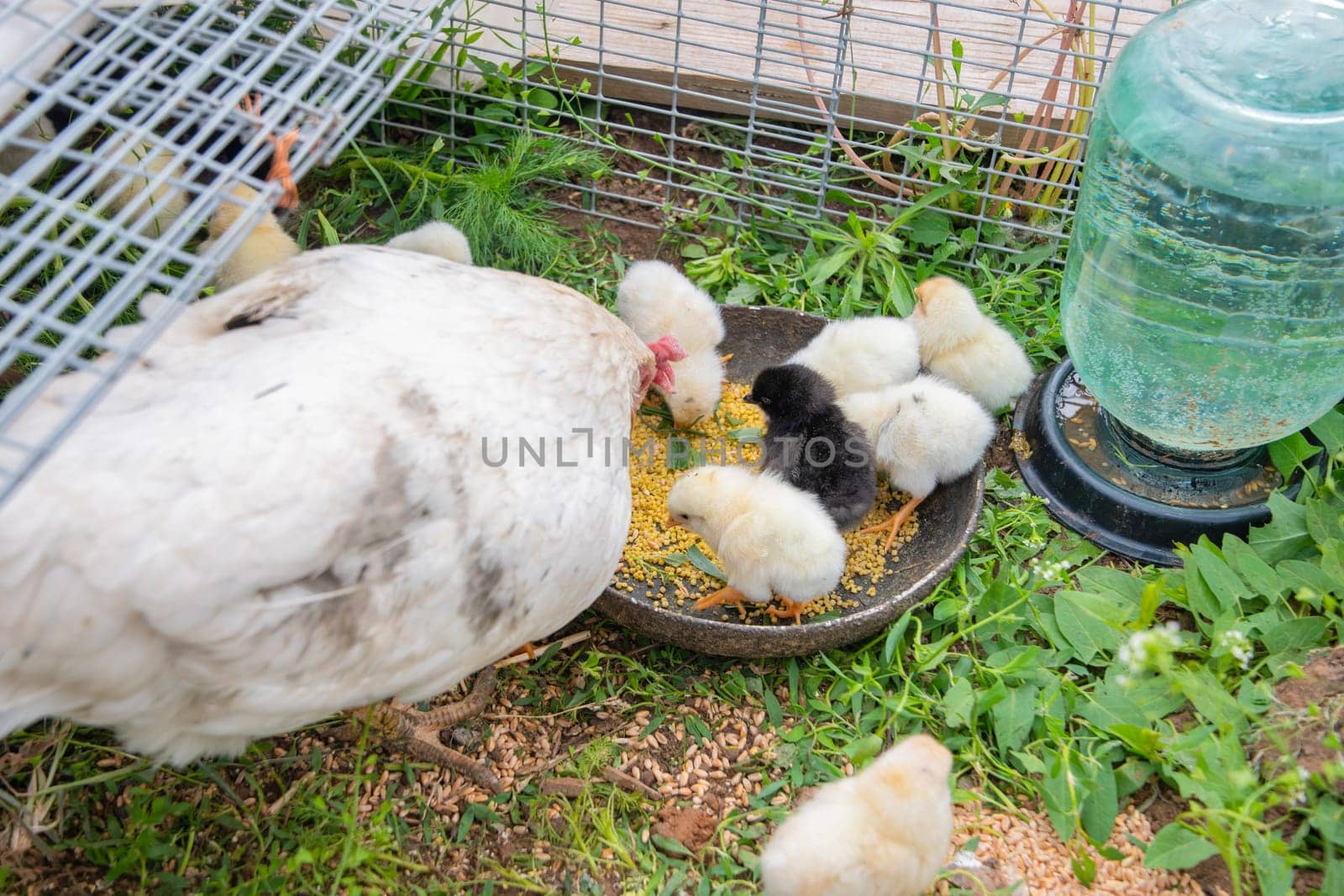 White hen feeding its fluffy yellow chicks millet from a metal bowl while standing on lush grass next to a chicken wire cage and a water dispenser in a rural backyard setting