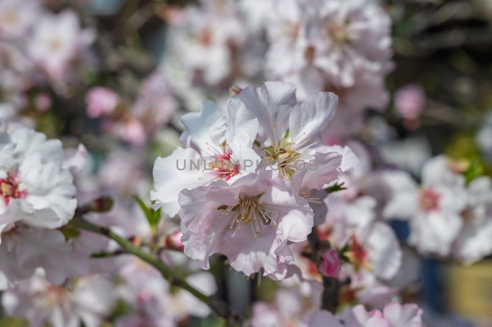 Delicate white flowers adorn branches, signaling the beauty of spring in a tranquil garden setting filled with hope.