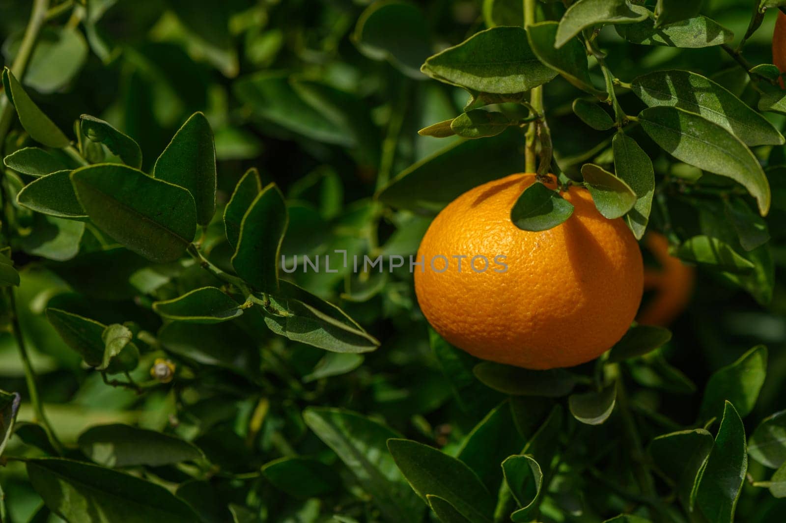 A plump orange dangles from a vibrant green tree, basking in sunlight amidst a flourishing orchard setting.