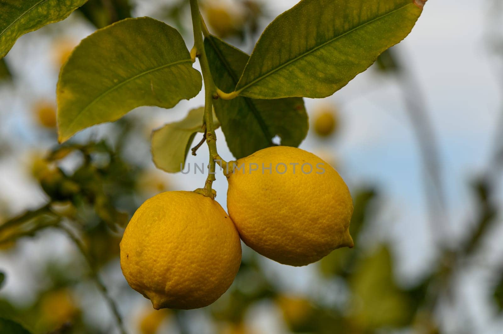Vibrant yellow lemons dangle from their branches, illuminated by sunlight in a peaceful garden setting.