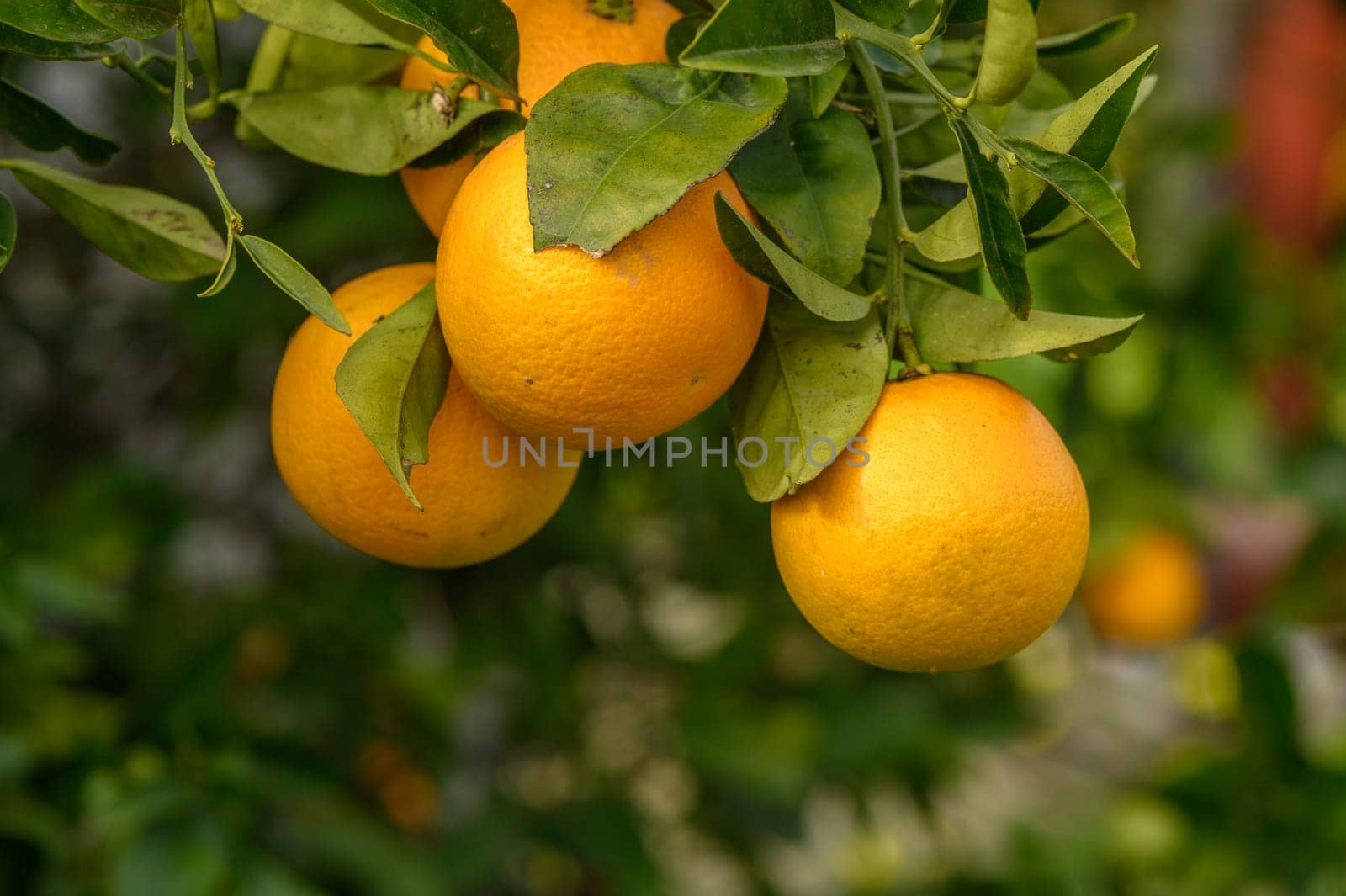Juicy oranges bask in the sunlight, dangling from healthy branches surrounded by vibrant foliage in an orchard.