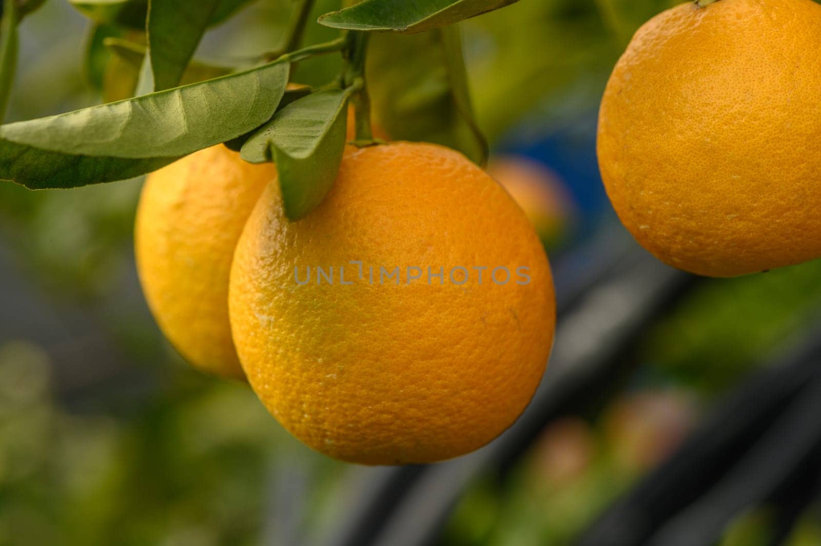 Juicy oranges dangle from vibrant green leaves on a warm afternoon in a flourishing orchard.