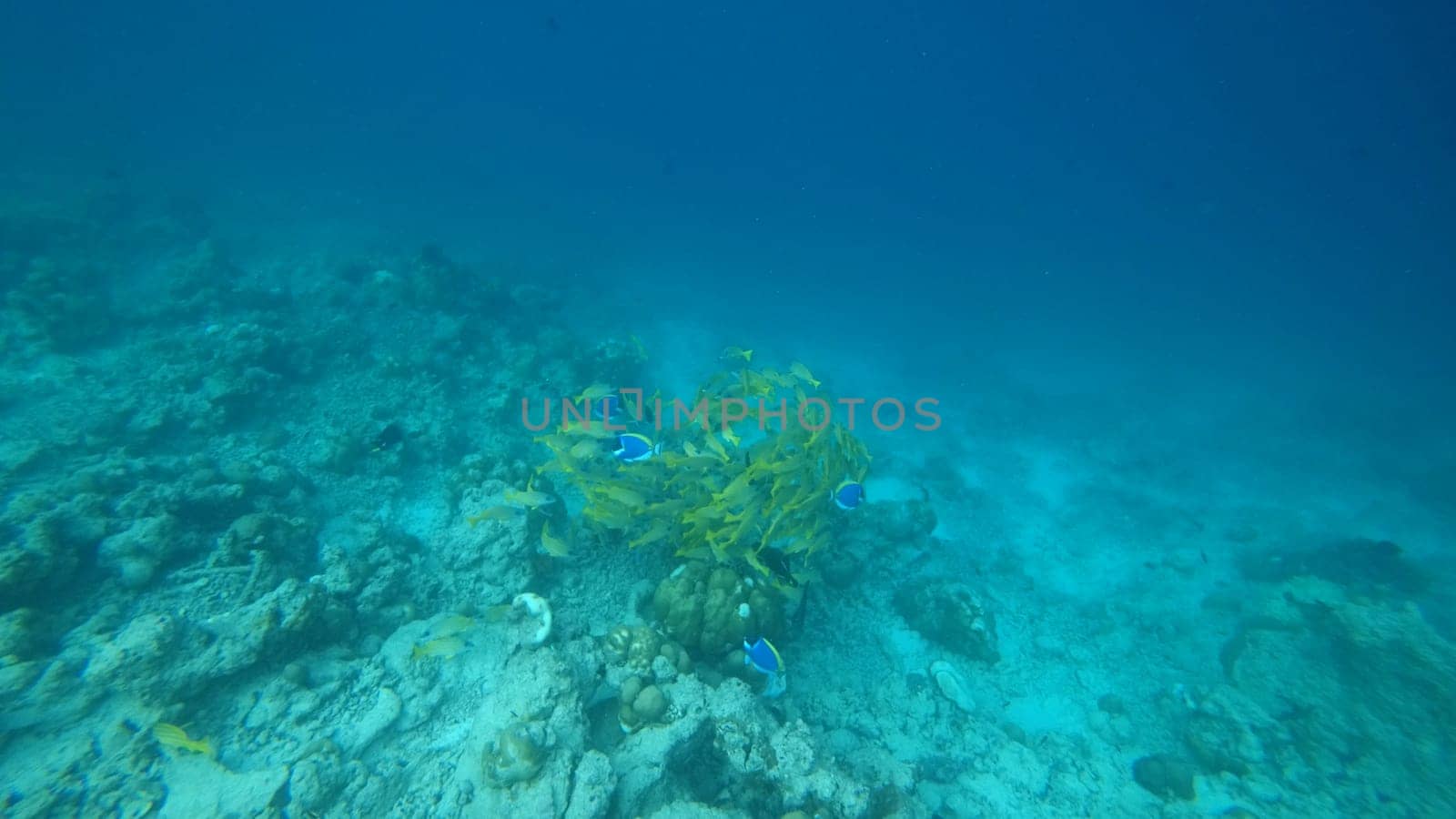 Swimming together above a vibrant coral reef, a school of yellowback fusiliers and powder blue tangs fills the clear blue waters of the maldives with color and life