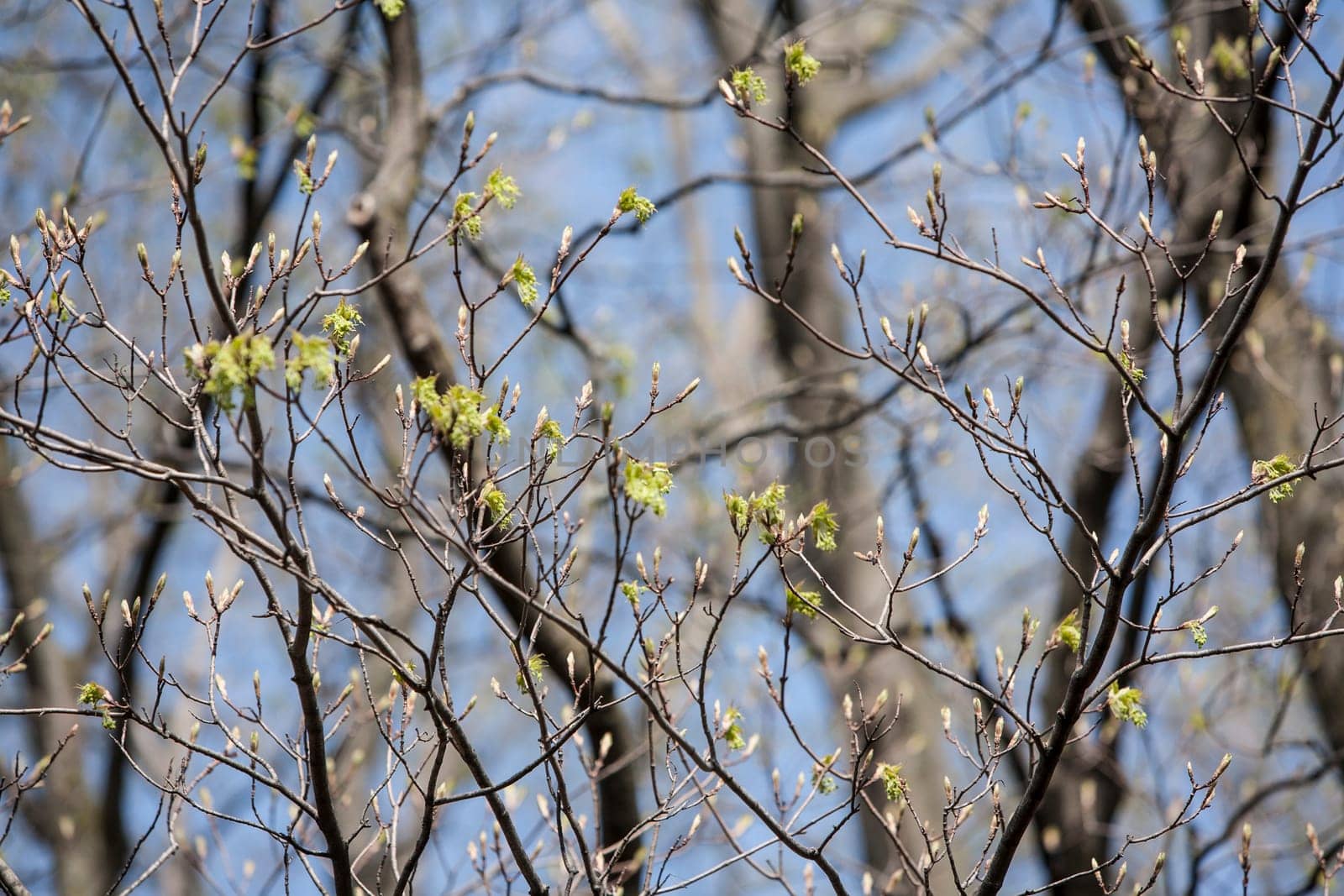 New Spring buds in Vermont.