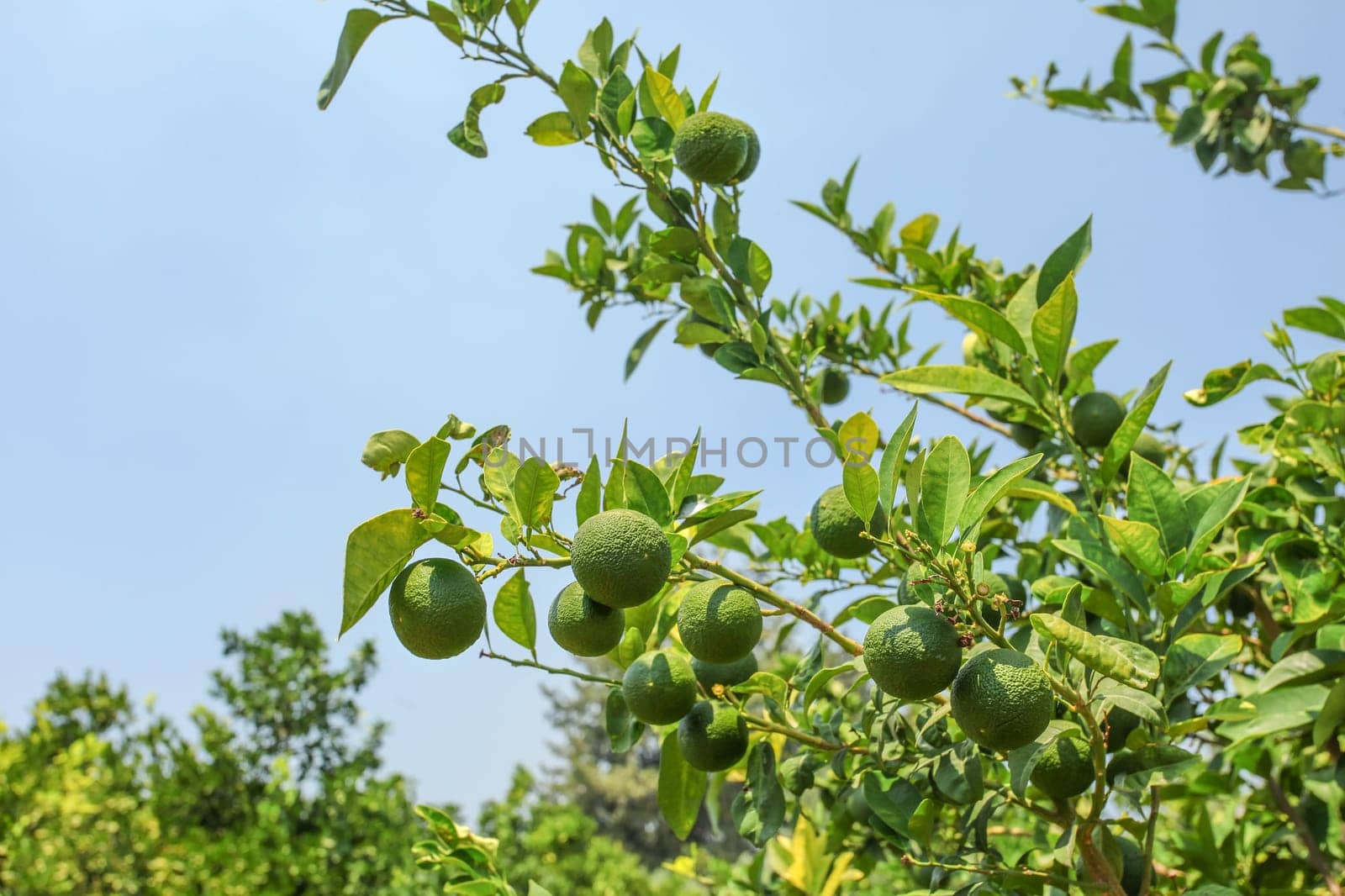 Green unripe lemons growing on tree branches in orchard, blue sky background.