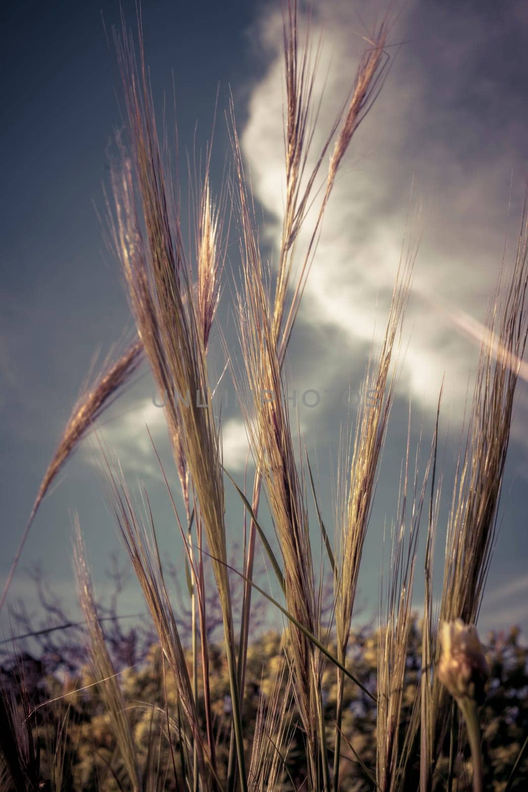 Vertical closeup nature shot of needle grass against blue sky with muted colors.
