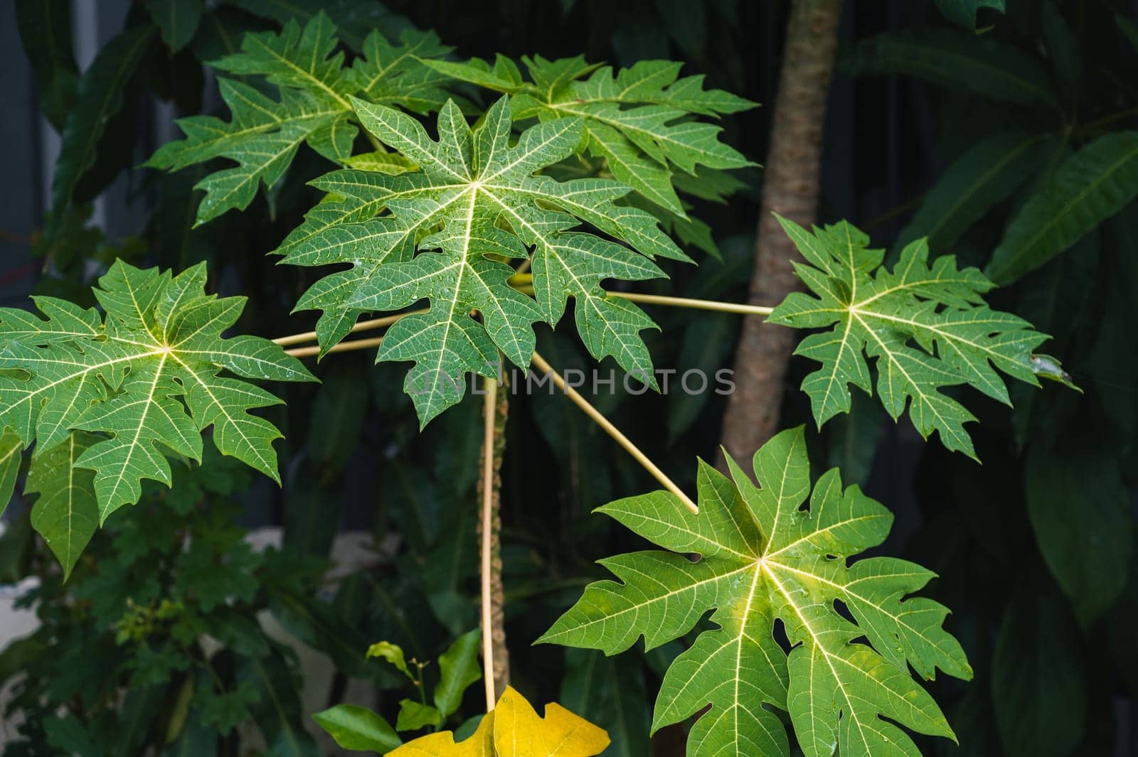 green leaves of the papaya tree plant in the tropics in nature