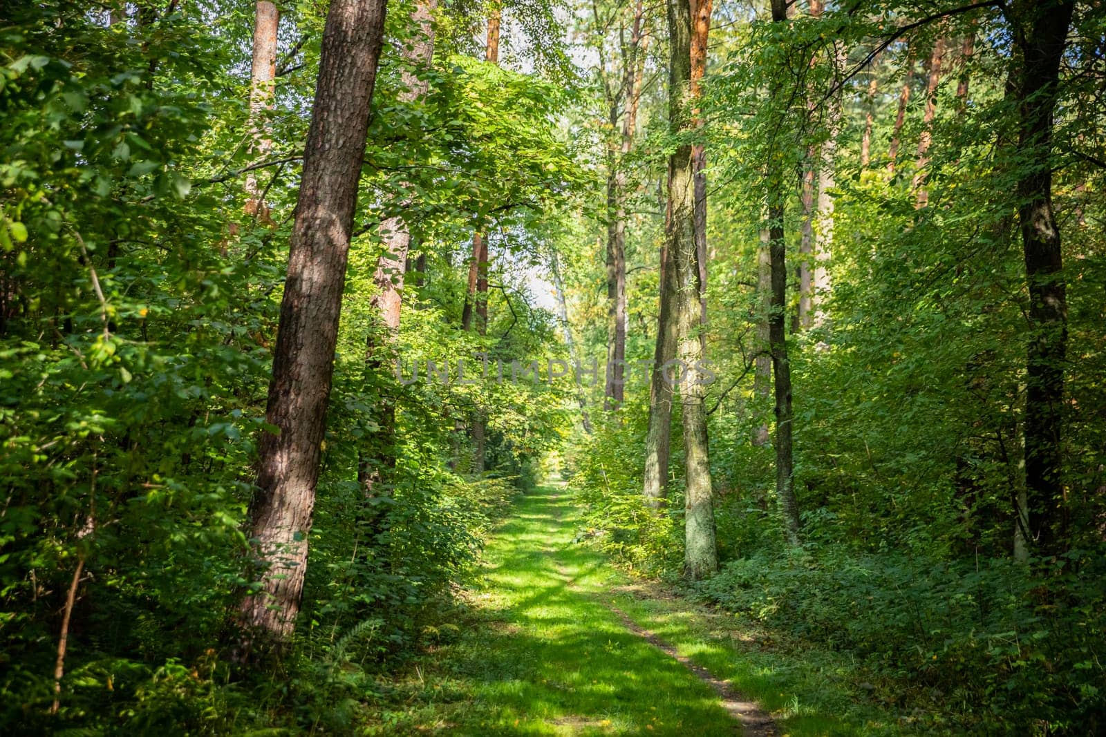 Embark on an exploration of a serene and tranquil forest path beautifully enveloped by lush greenery and warm sunlight