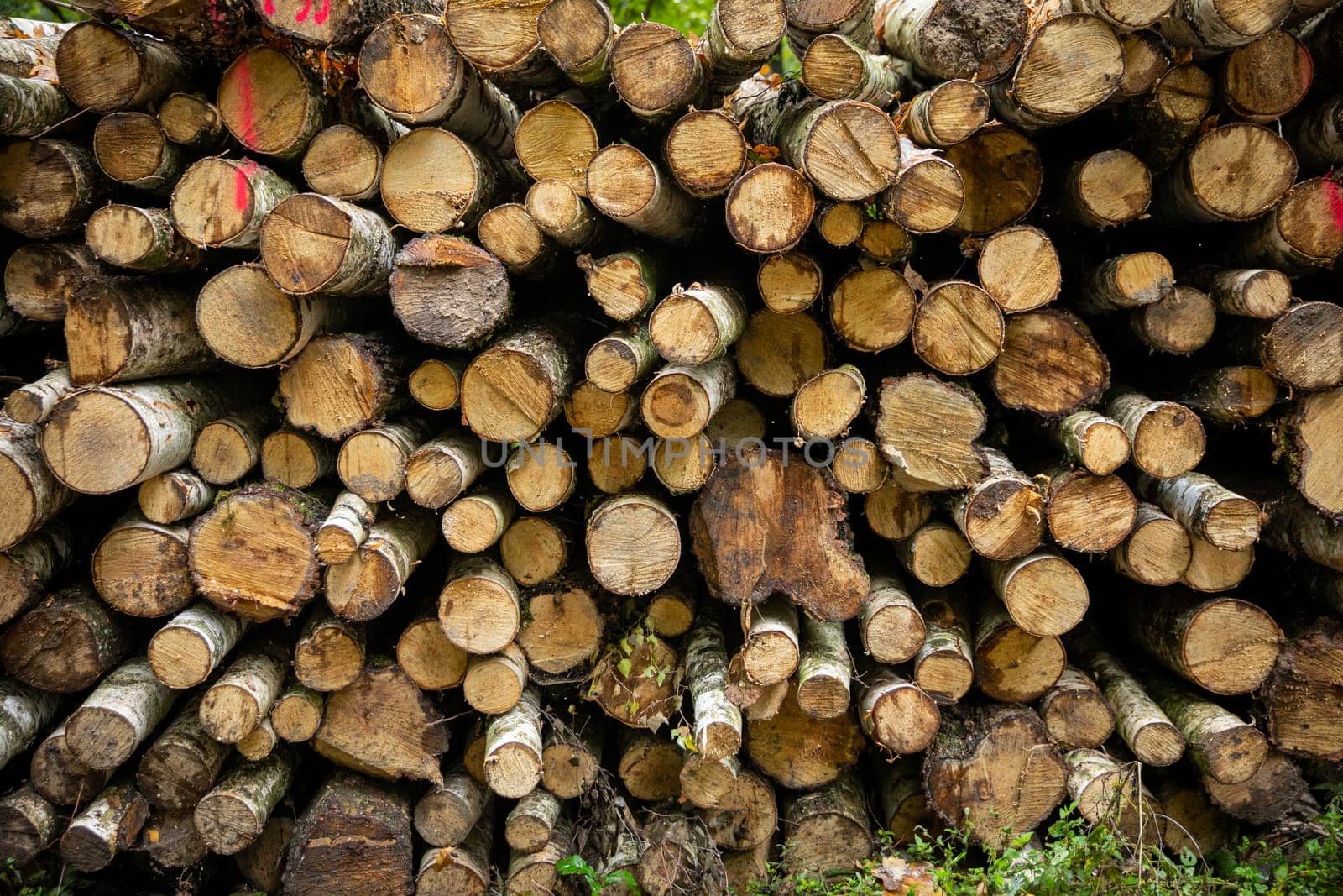 A beautifully arranged display of neatly stacked logs that highlights their natural textures and vibrant colors