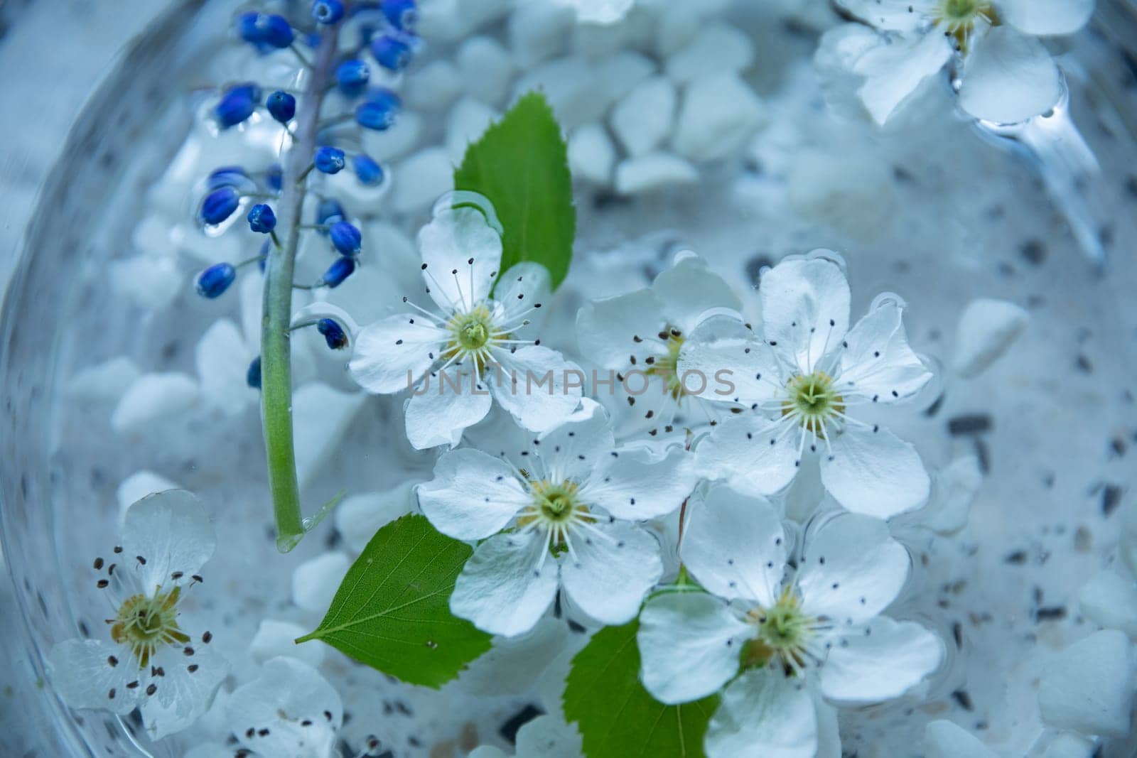 A serene still life showcasing white flowers and blue blooms floating in water, evoking tranquility.