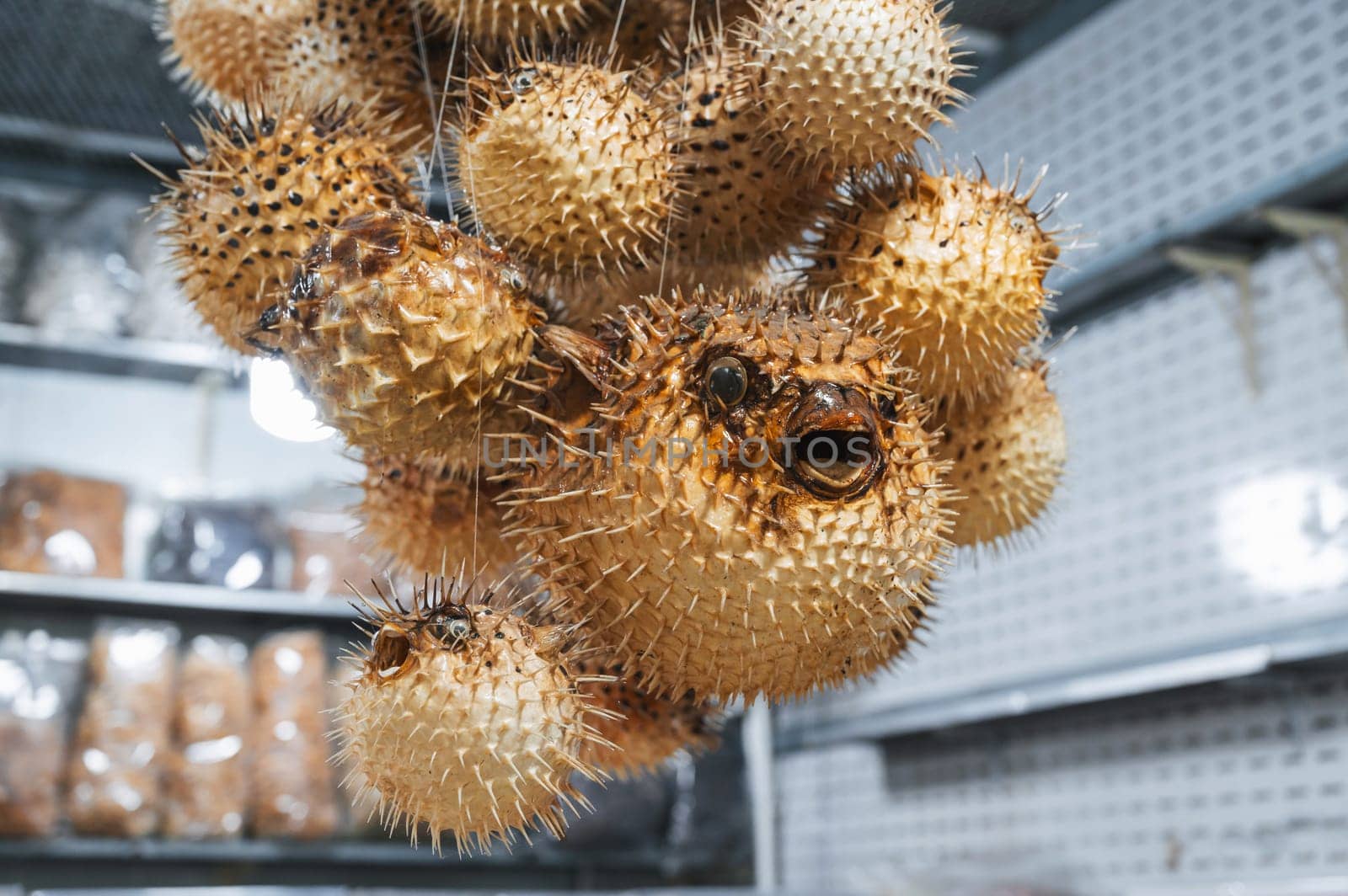 souvenir stuffed dried puffer fish at the Asian market in Vietnam