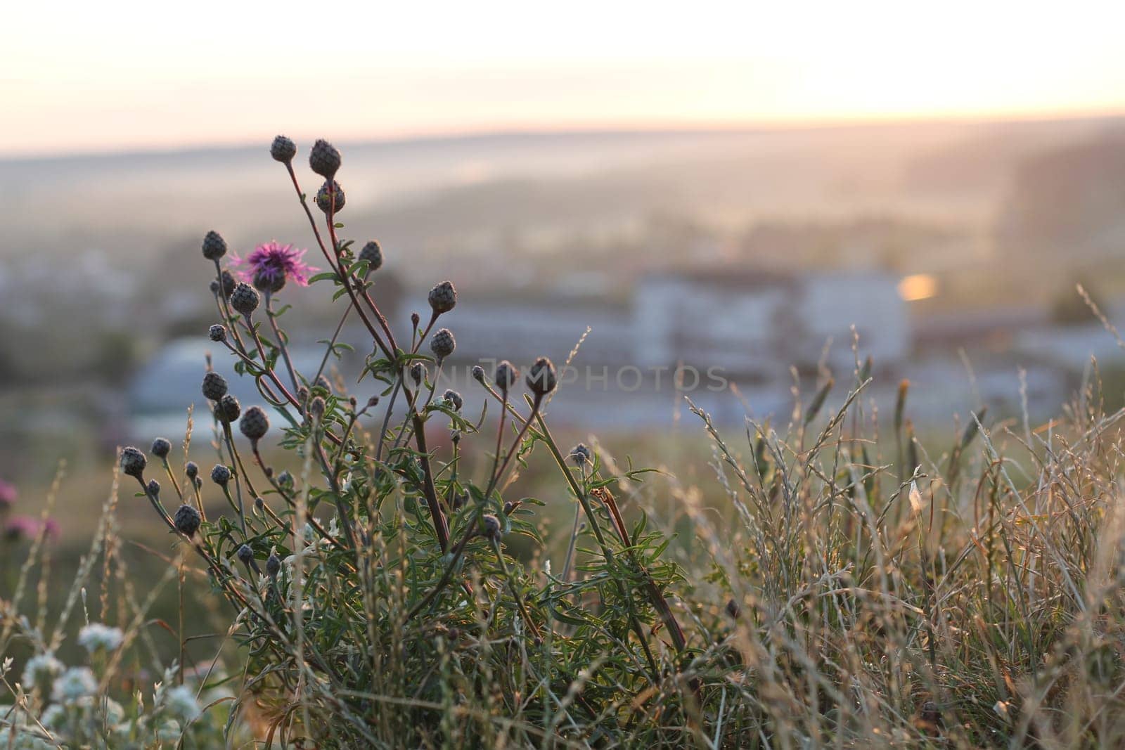 Cornflower flower bed in a garden, Centaurea cyanus annual flowering plant in the family Asteraceae. Bright and colorful close-up wildflowers blooming and blooming on Mt. Cornflower from the aster family. Purple wildflowers of Belarus at dawn, with the sun rising in the background