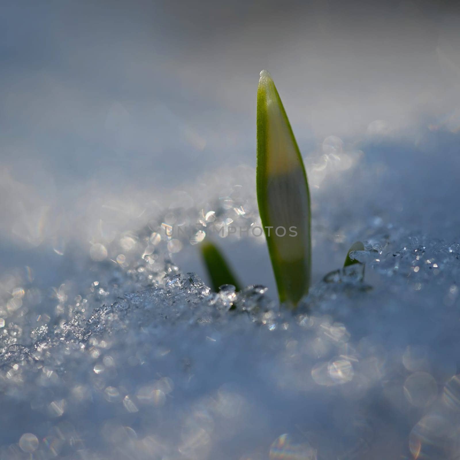 Snowdrops spring flowers. Beautifully blooming in the grass at sunset. Delicate Snowdrop flower is one of the spring symbols. (Amaryllidaceae - Galanthus nivalis).