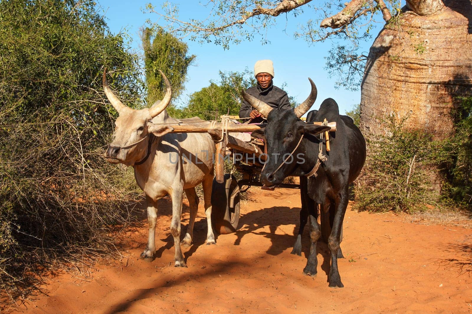Ifaty, Madagascar - May 01, 2019: Unknown Malagasy man driving simple wooden cart pulled by two zebu cattle on bright sunny day, baobab tree and small bushes in background