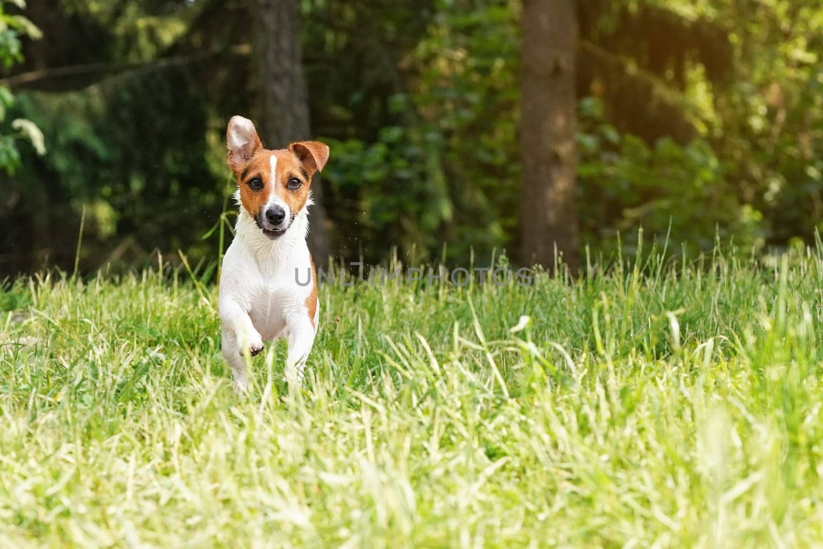 Jack Russell terrier running towards camera over green grass meadow, her fur wet from swimming in river,