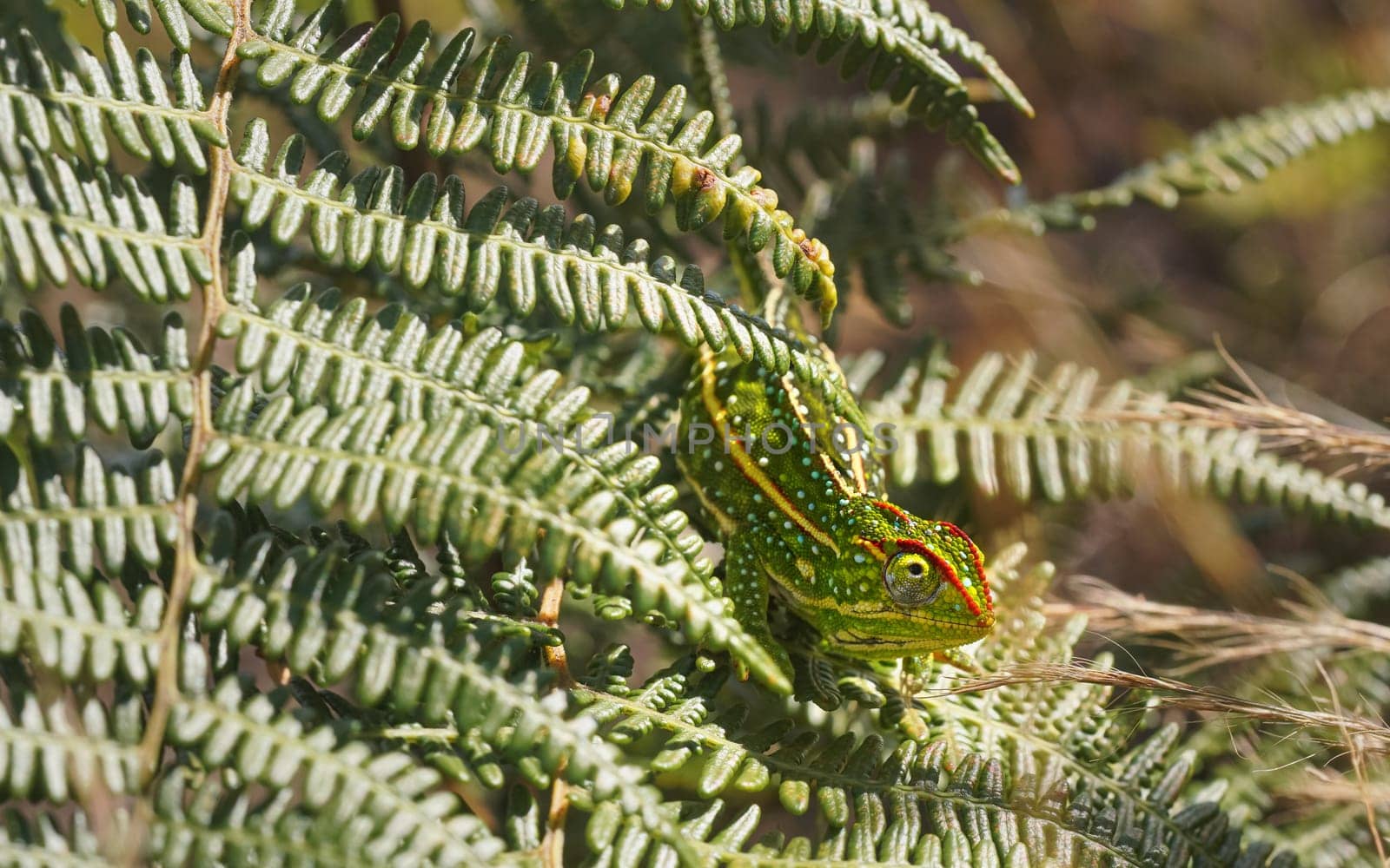 Tiny Jewelled Campan chameleon - Furcifer campani - resting on green fern leaves lit by sun. Most Chameleons are endemic to Madagascar and can be seen in Andringitra National Park