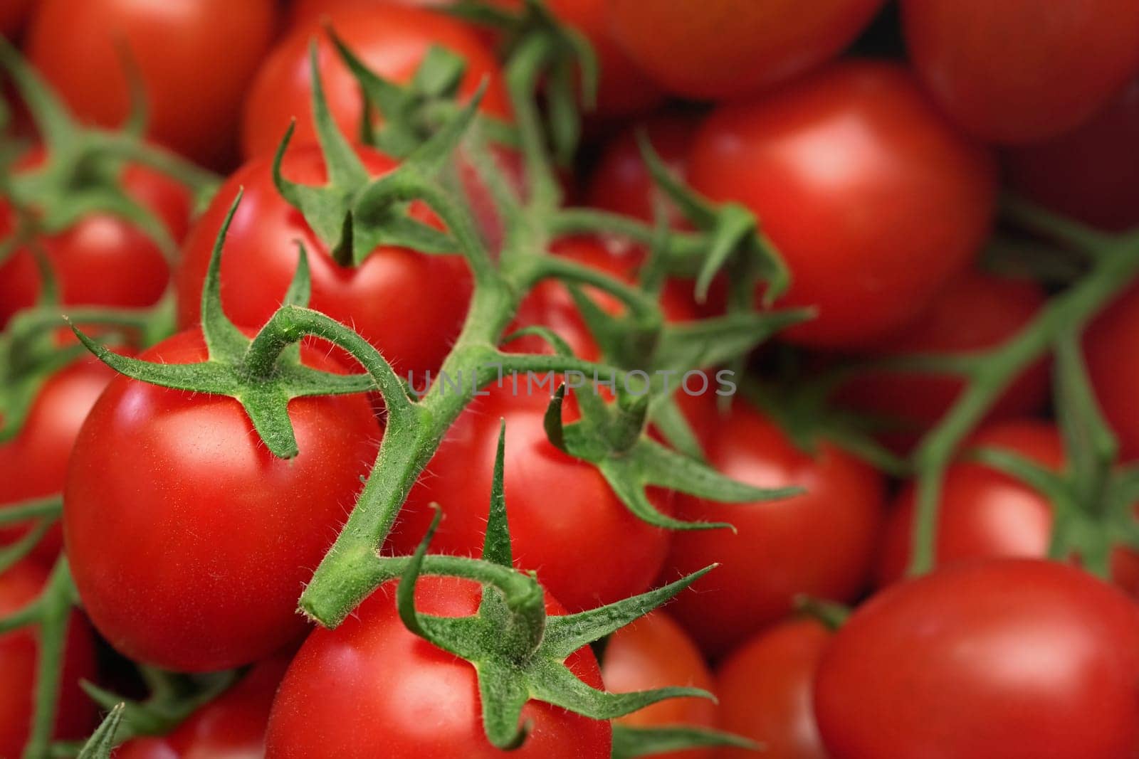 Small red cherry tomatoes with green leaves vines, closeup detail